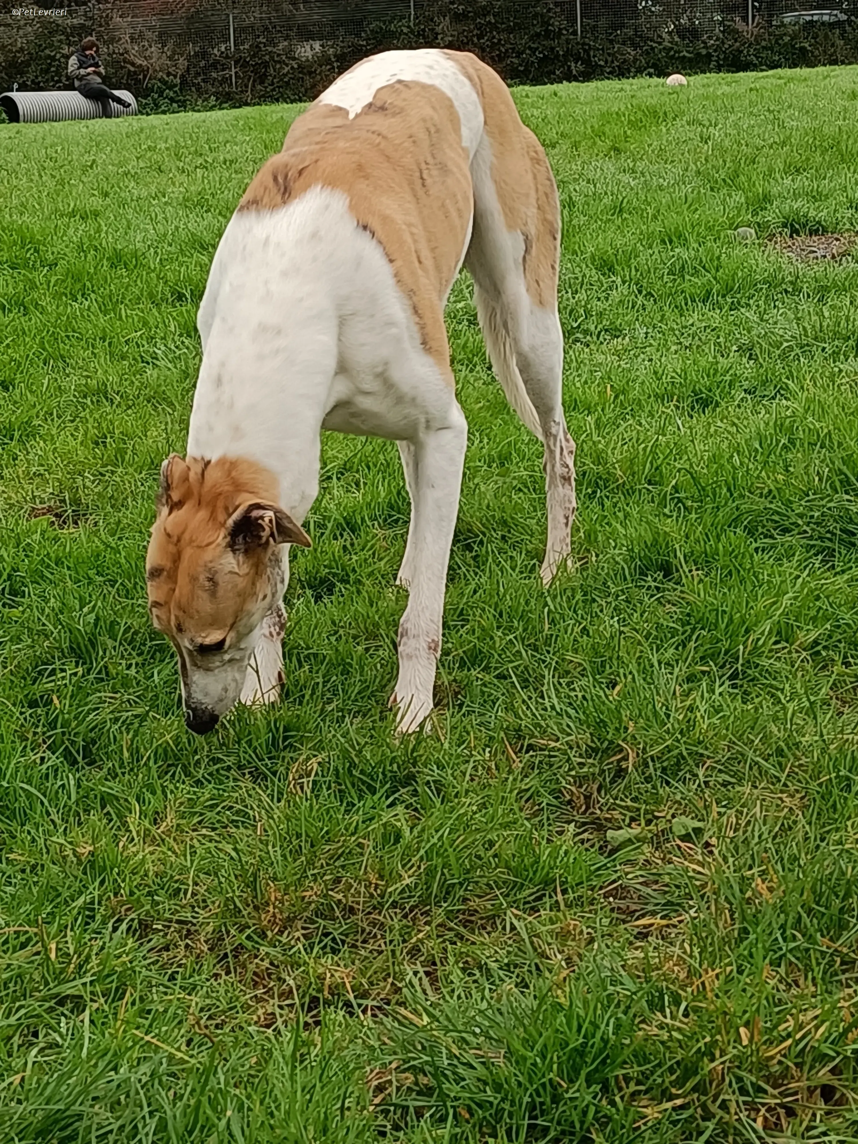 Rosie adozione levrieri greyhound 31