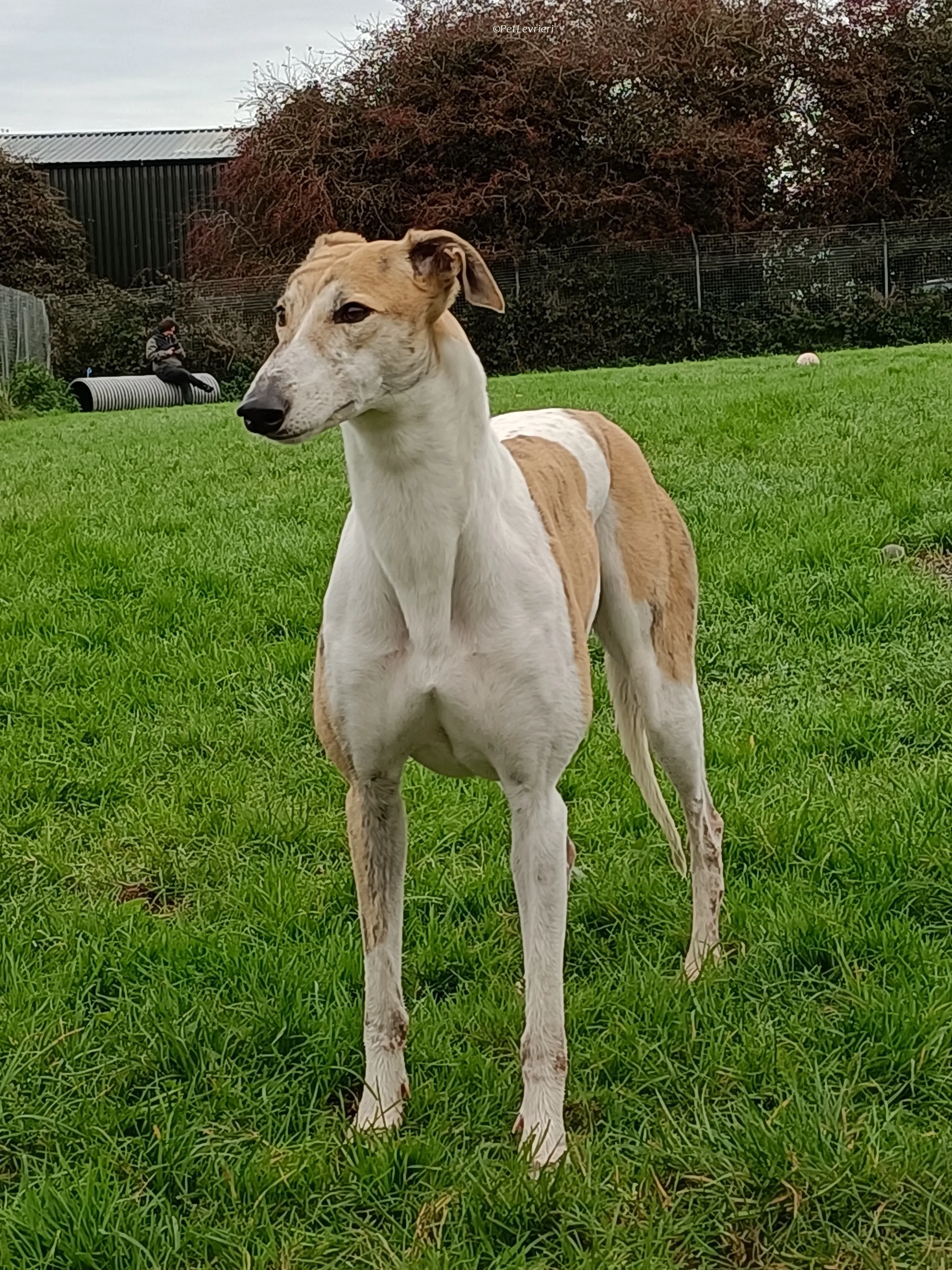 Rosie adozione levrieri greyhound 32