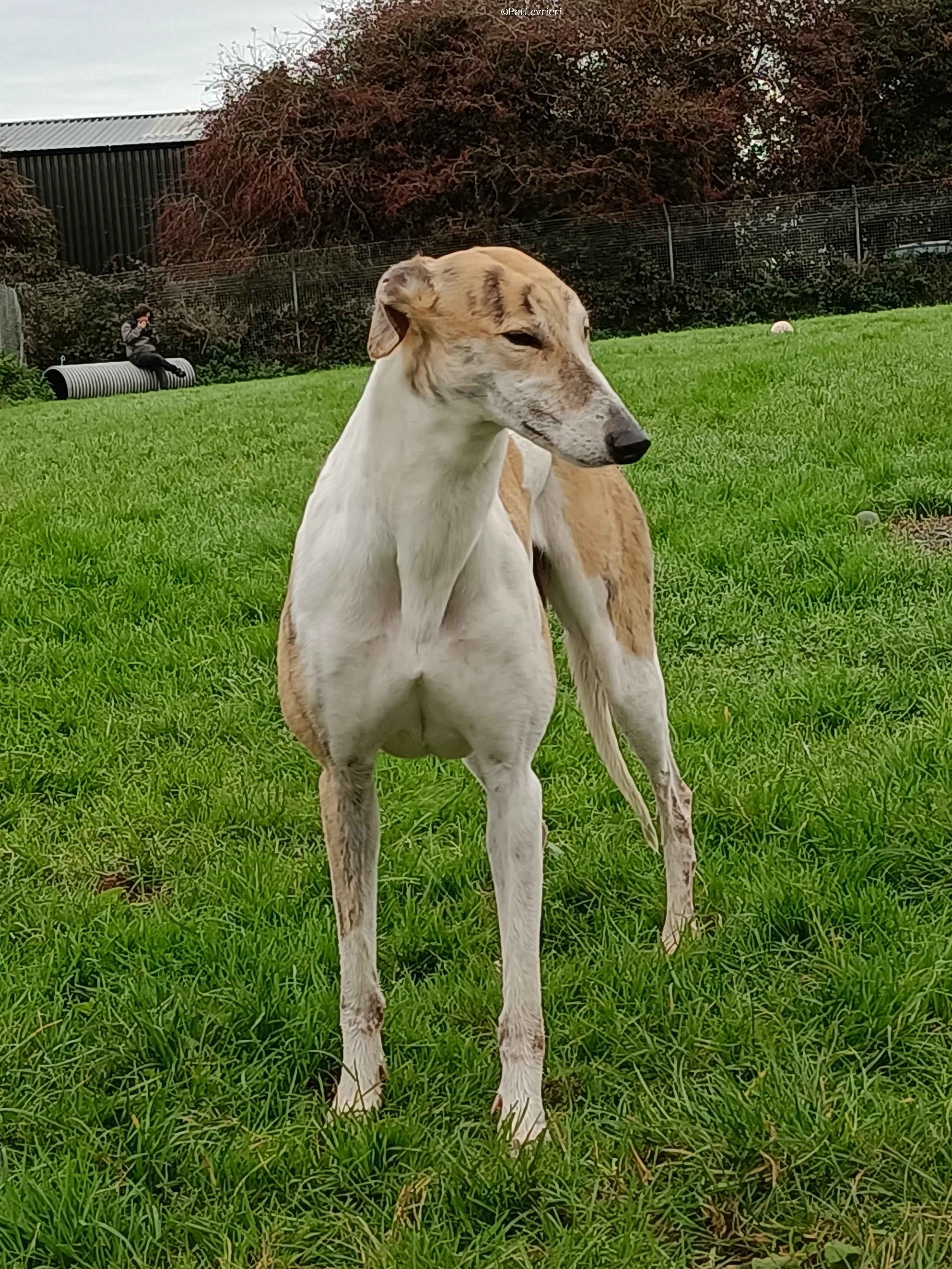 Rosie adozione levrieri greyhound 33