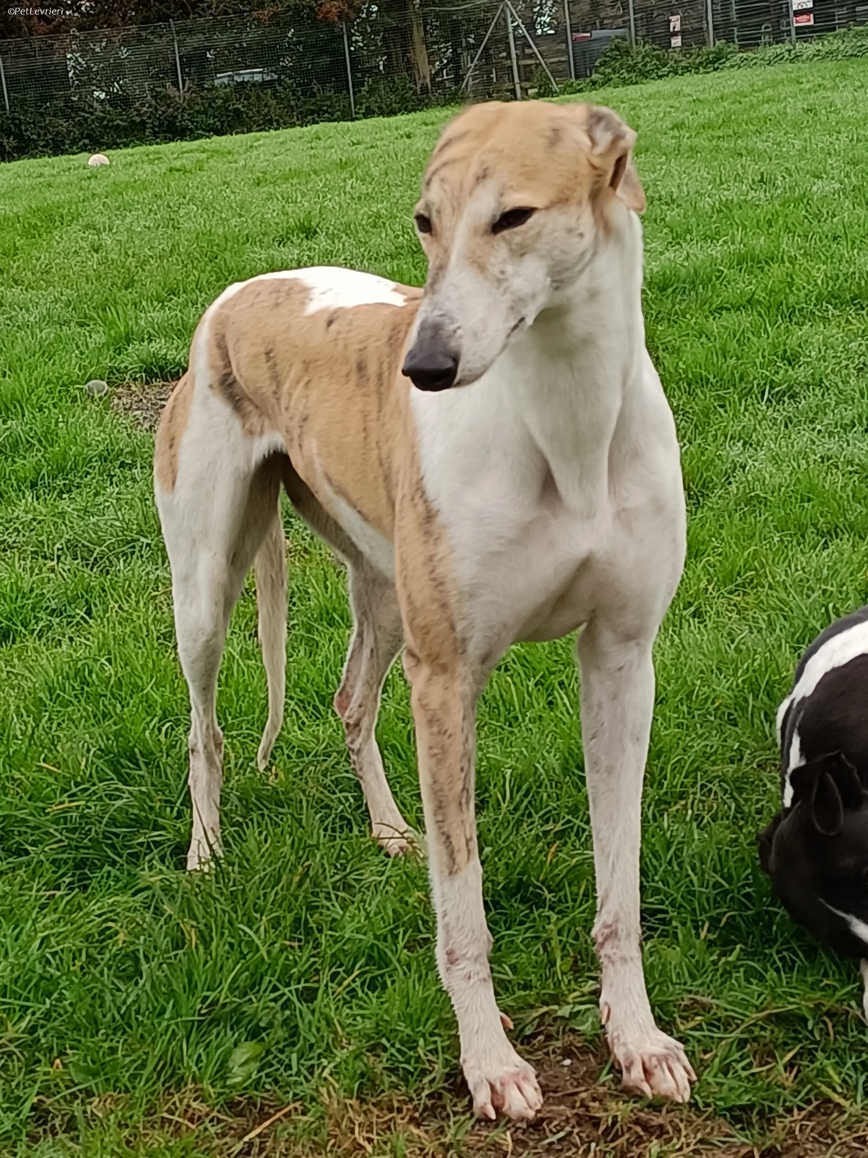 Rosie adozione levrieri greyhound 34