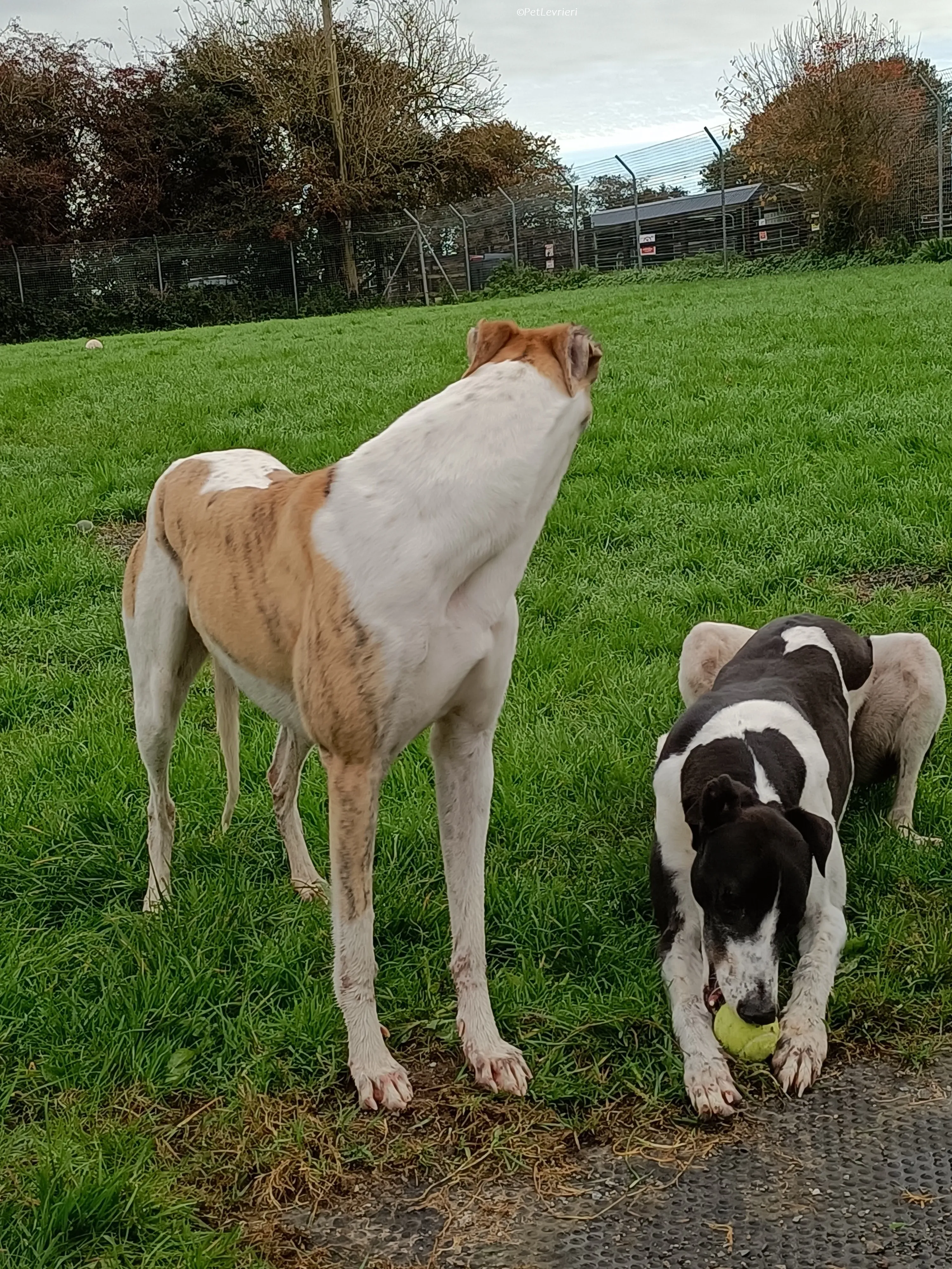 Rosie adozione levrieri greyhound 35