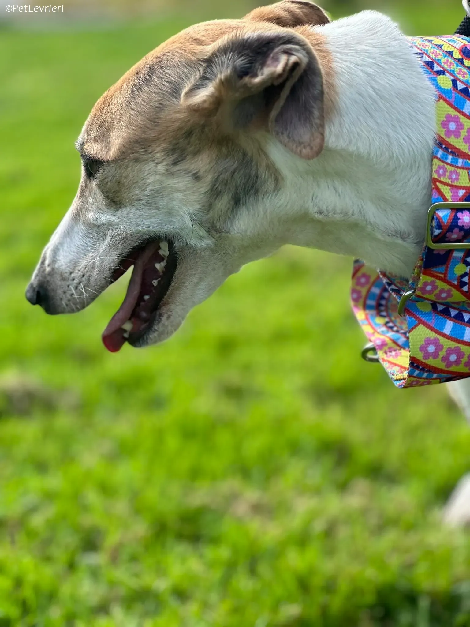 Rosie adozione levrieri greyhound 4