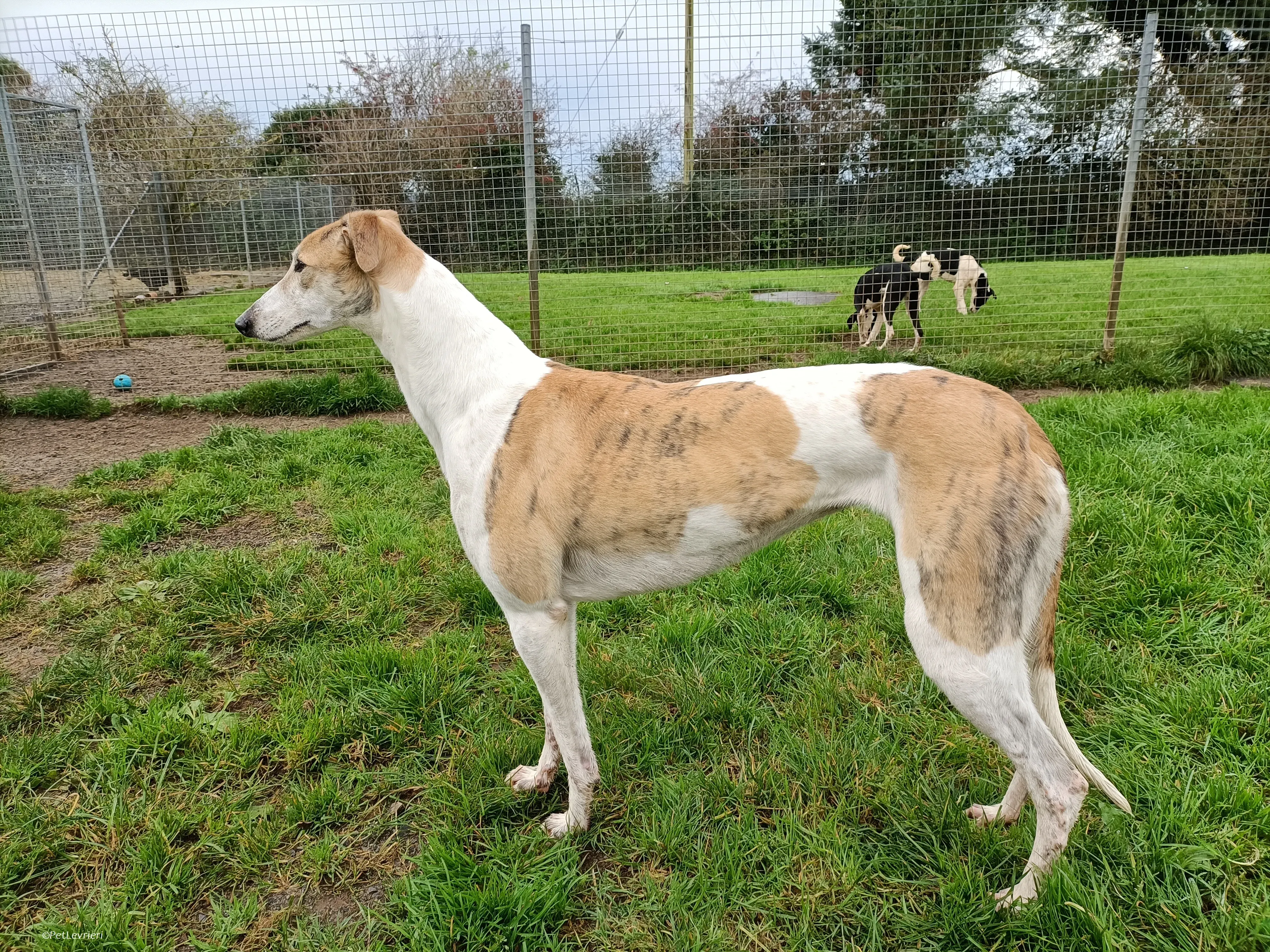 Rosie adozione levrieri greyhound 36