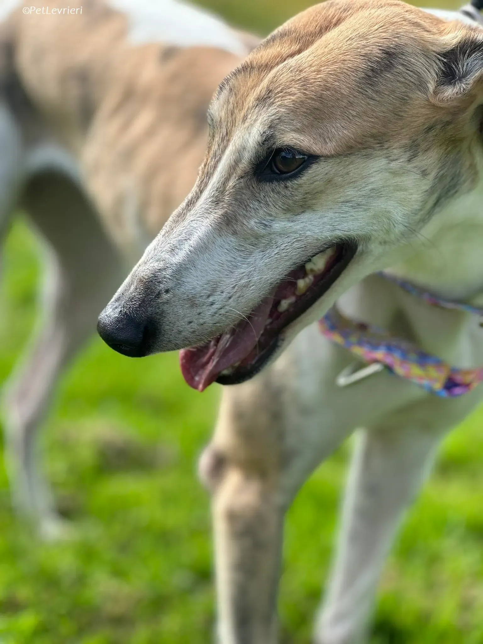 Rosie adozione levrieri greyhound 5