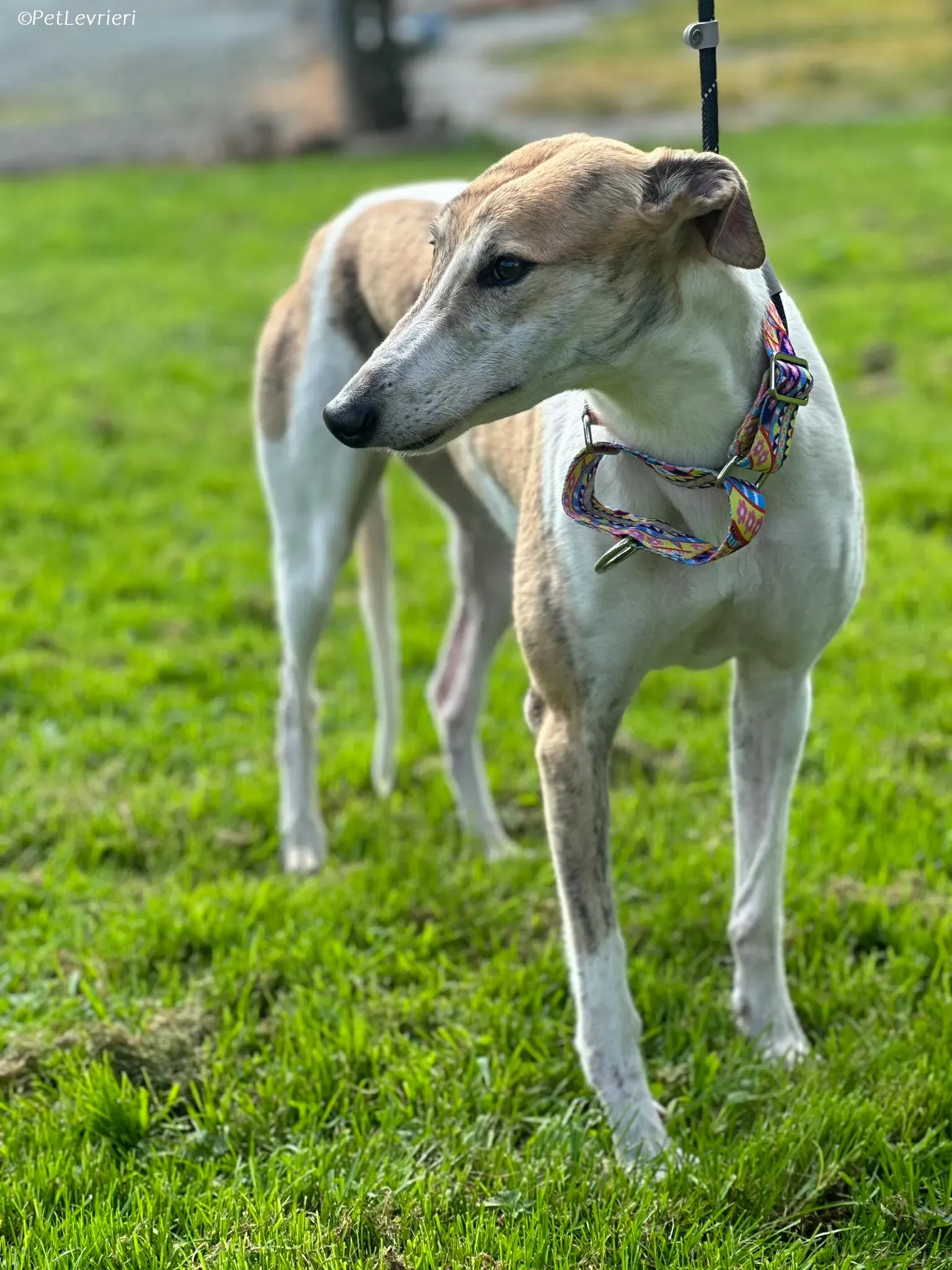 Rosie adozione levrieri greyhound 7