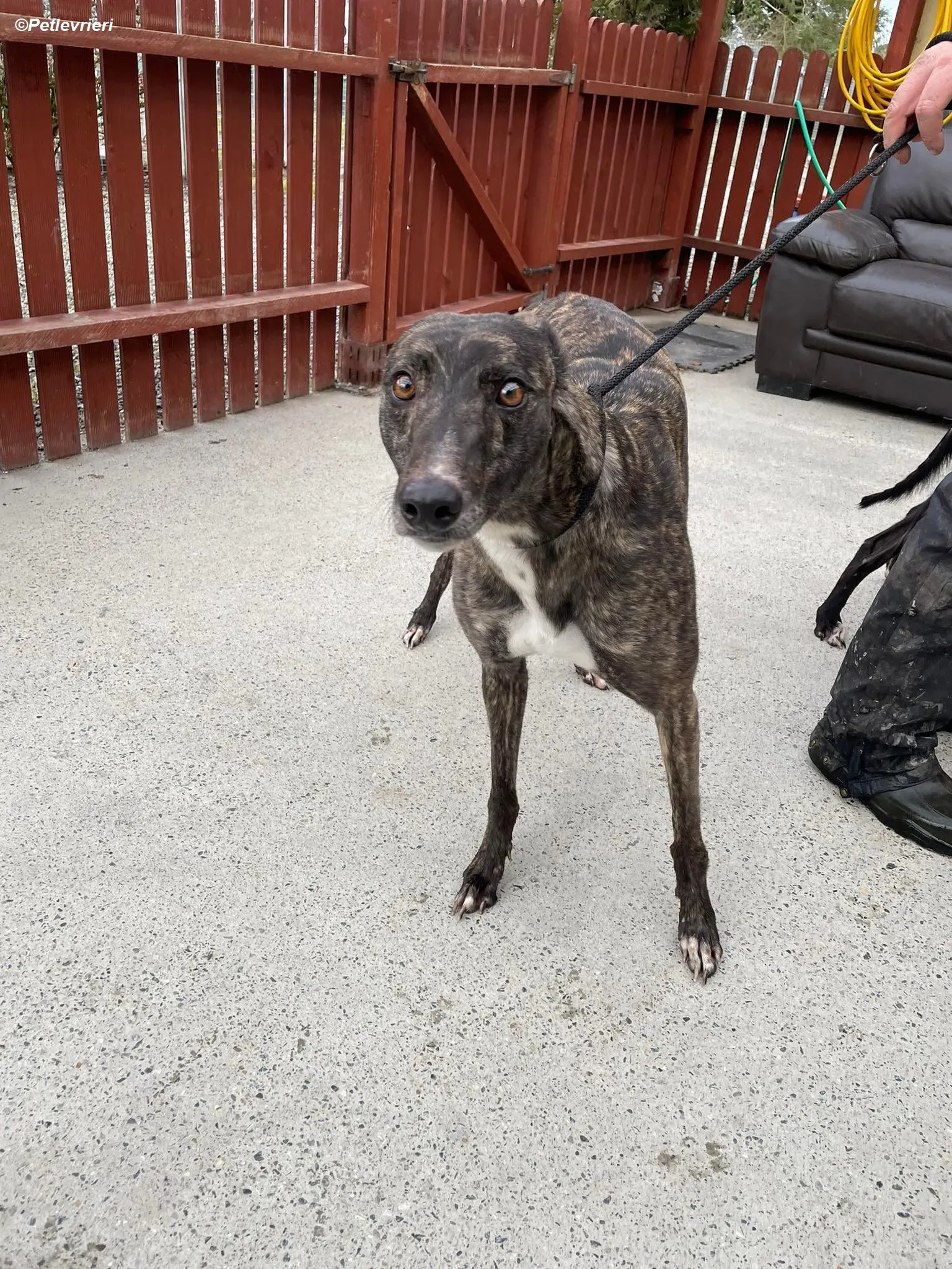 Rosie adozione levrieri greyhound 6