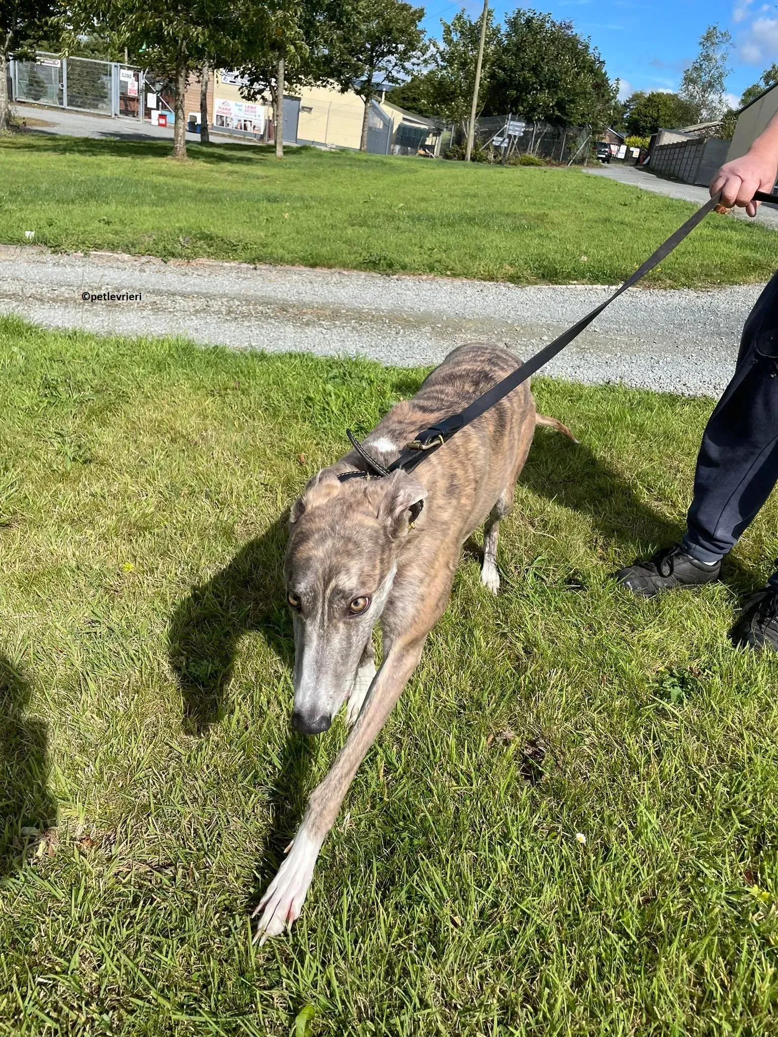 Rosie adozione levriero greyhound 1