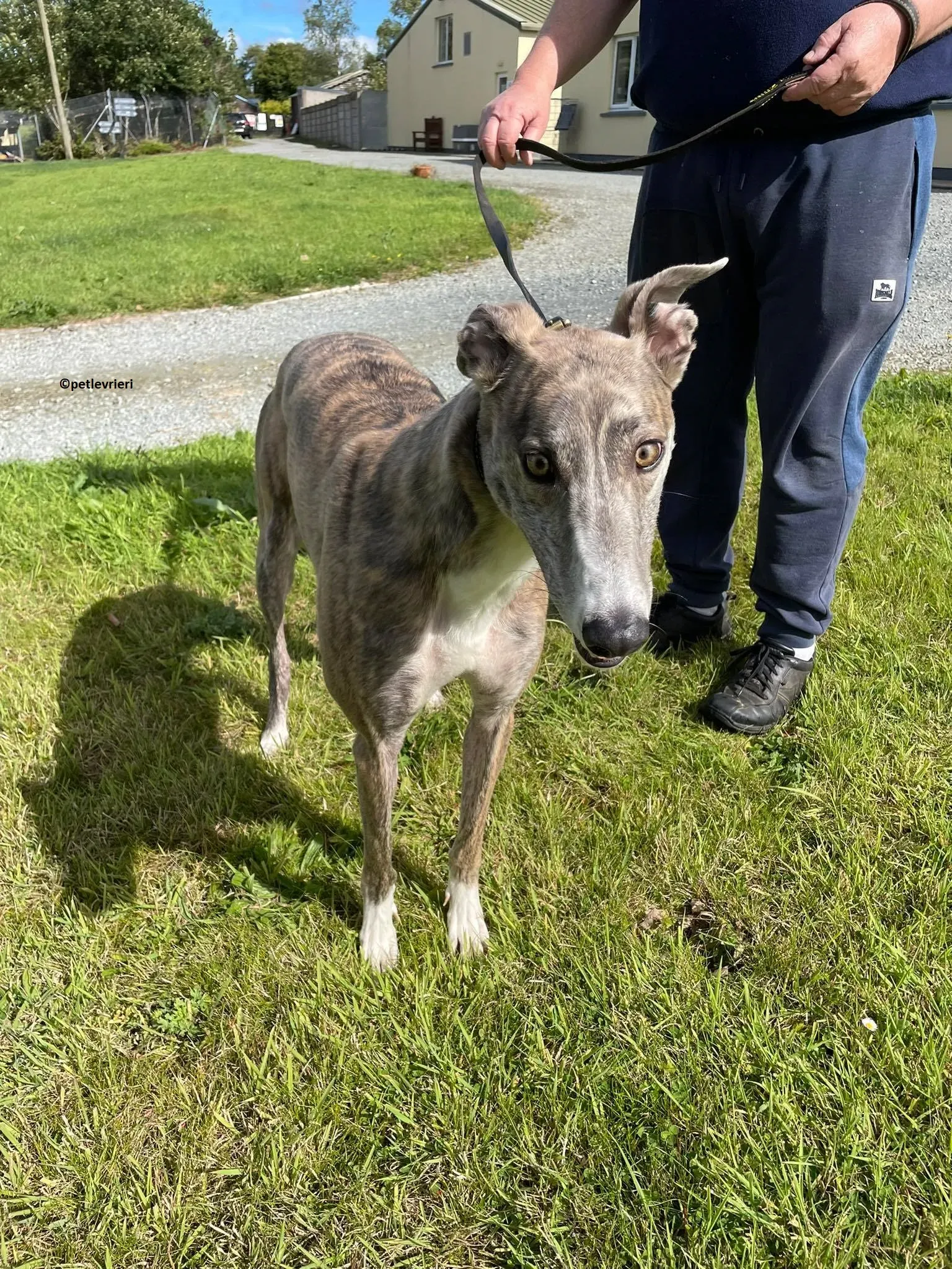 Rosie adozione levriero greyhound 10