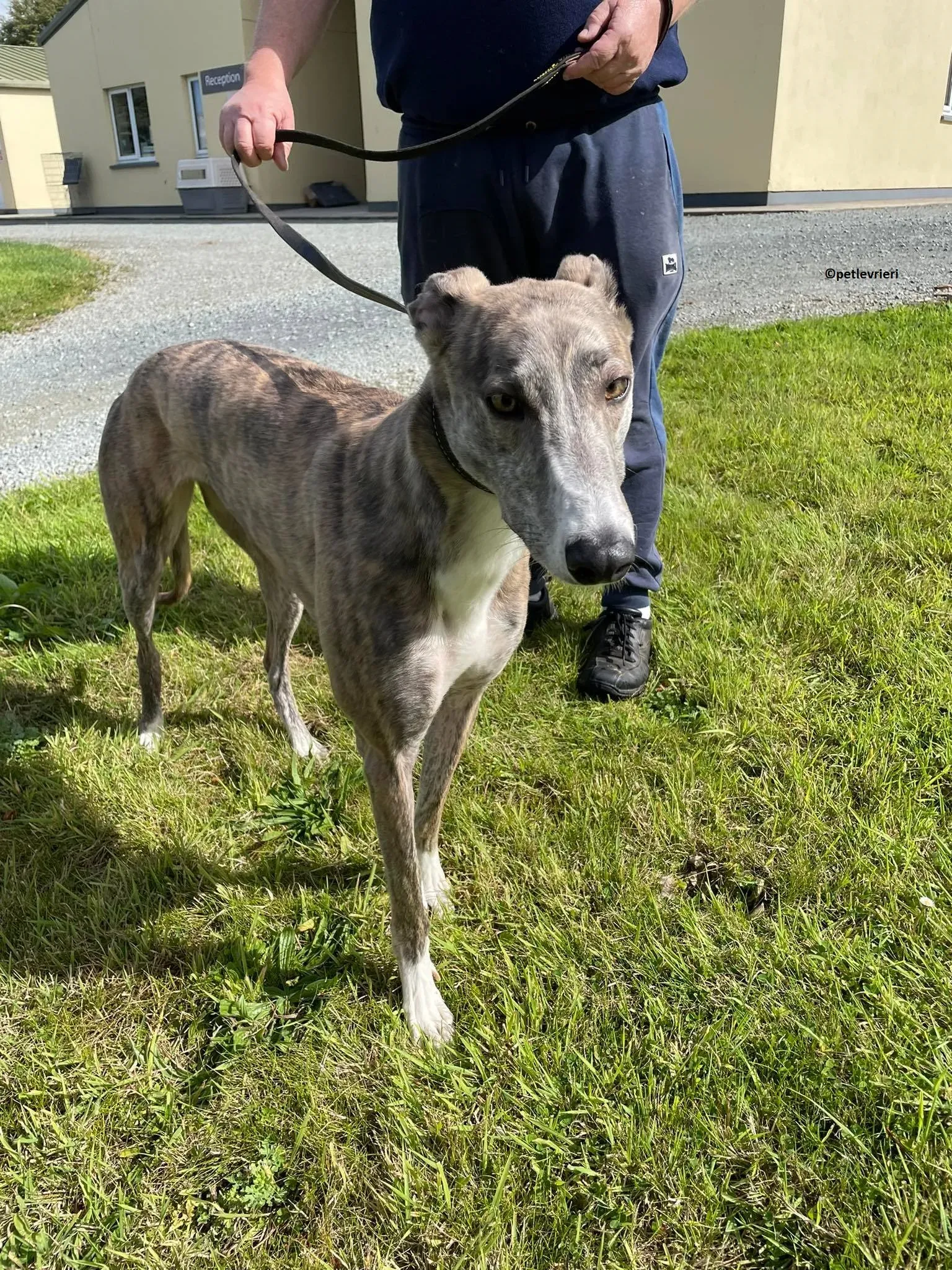 Rosie adozione levriero greyhound 11