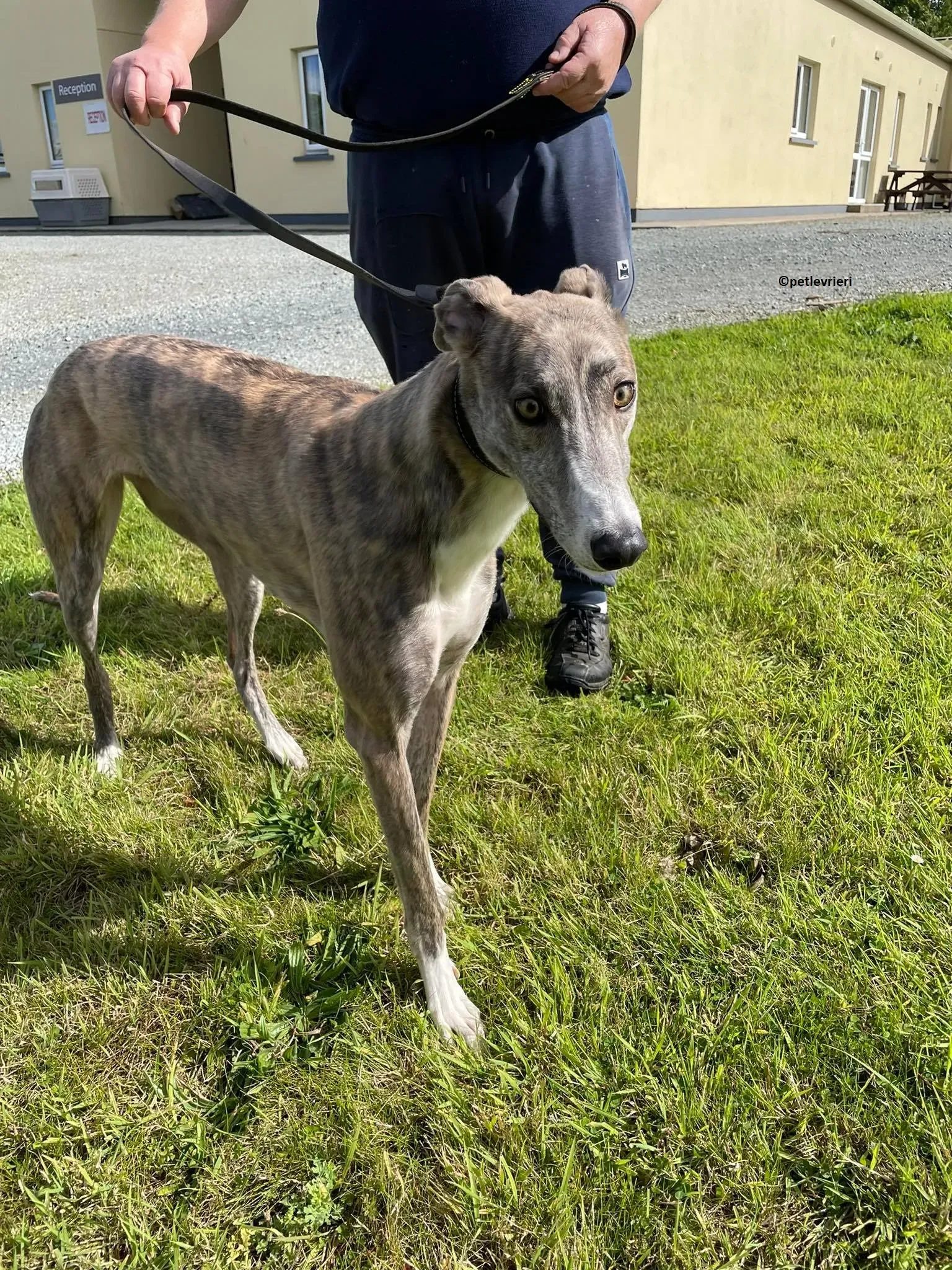 Rosie adozione levriero greyhound 12