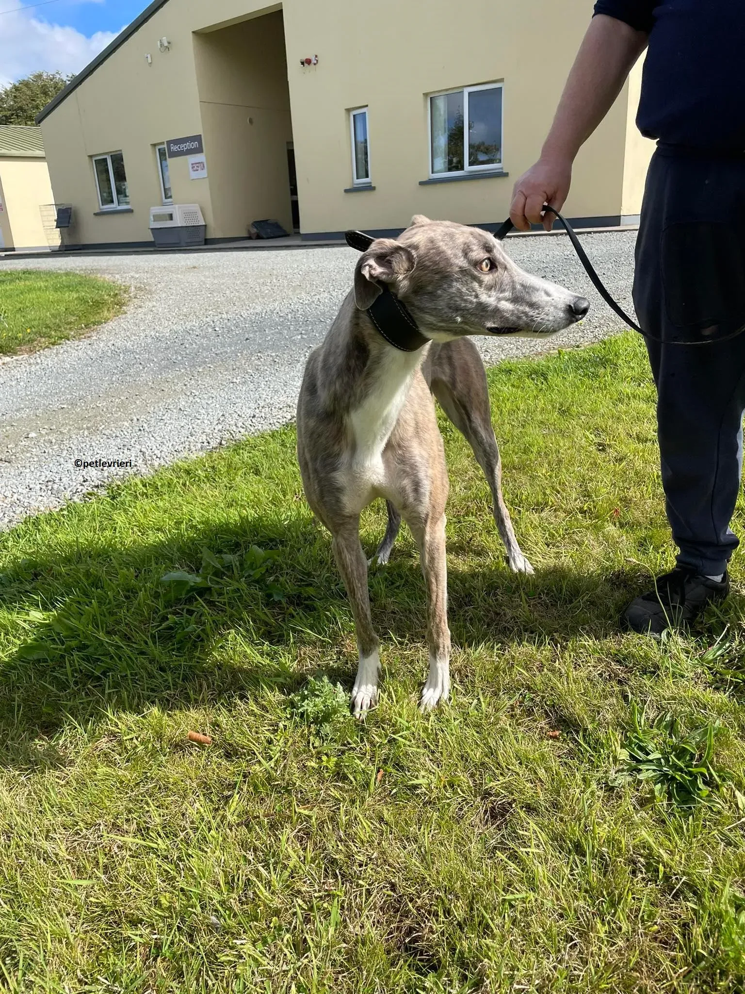 Rosie adozione levriero greyhound 13