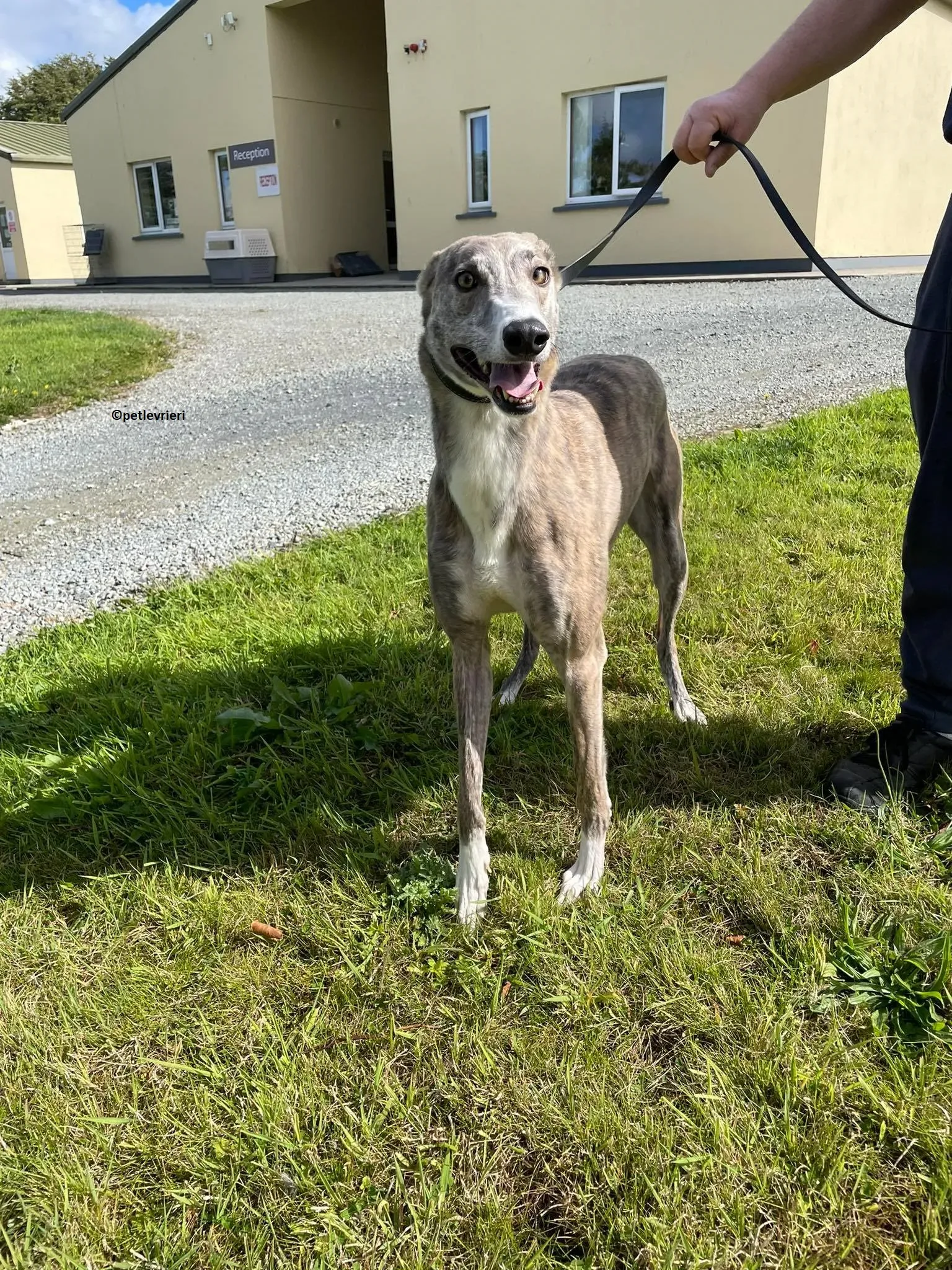 Rosie adozione levriero greyhound 14
