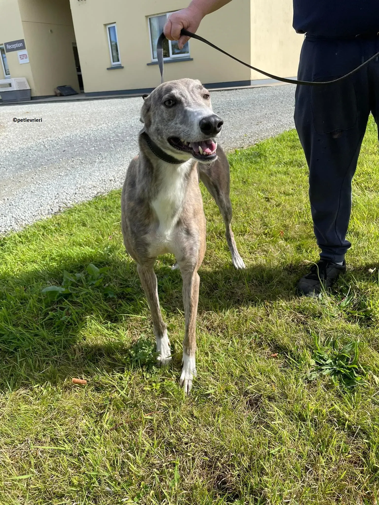 Rosie adozione levriero greyhound 15