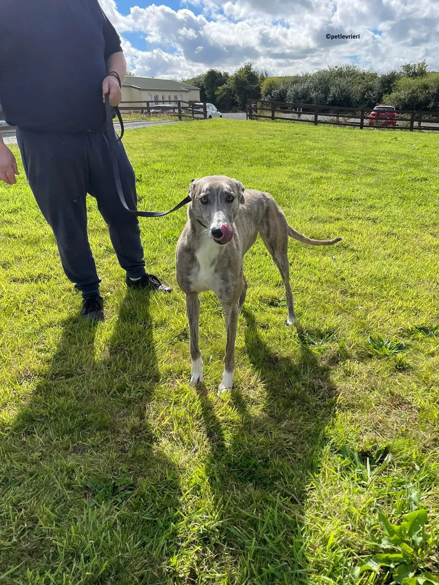 Rosie adozione levriero greyhound 16