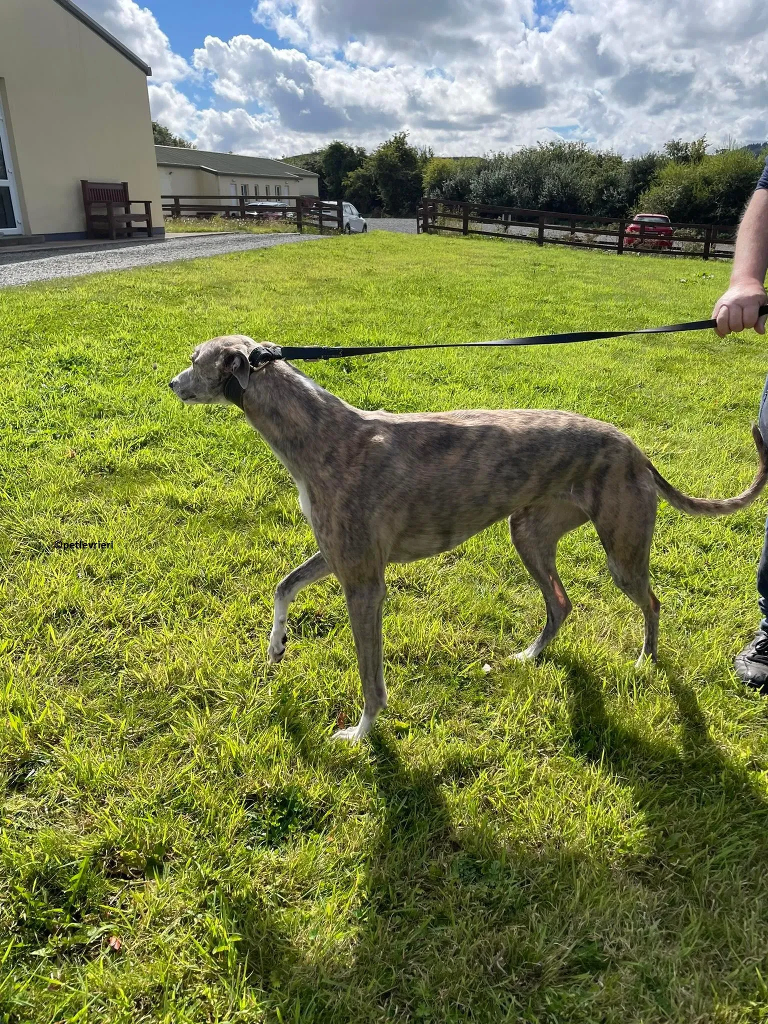 Rosie adozione levriero greyhound 17