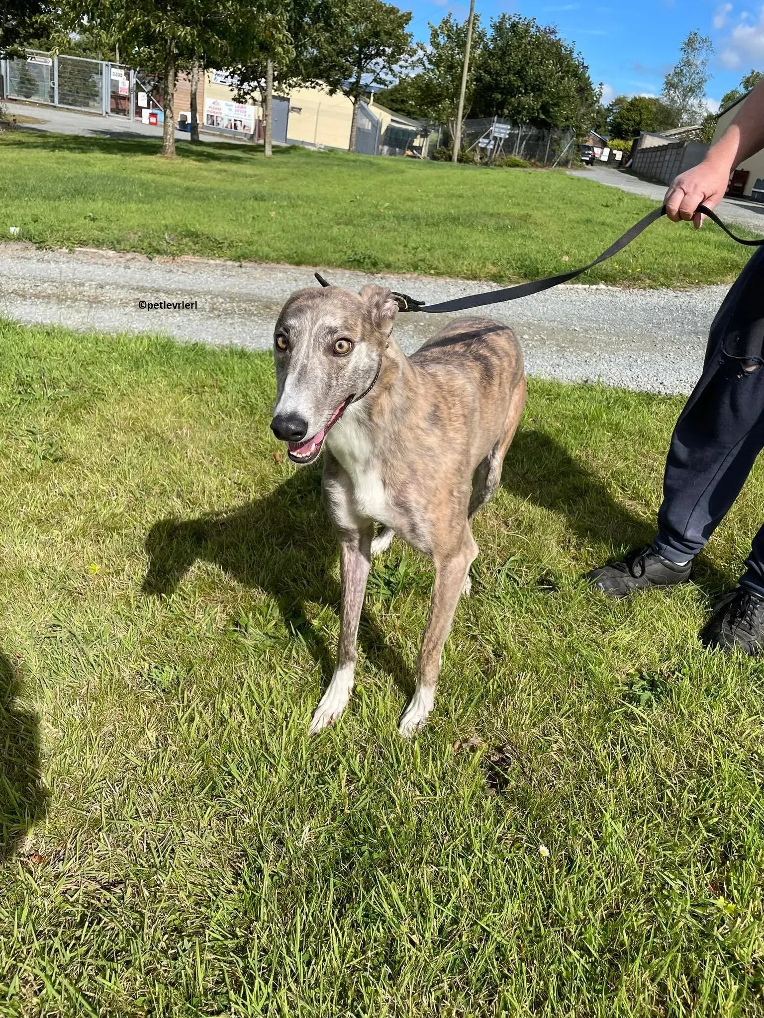 Rosie adozione levriero greyhound 2