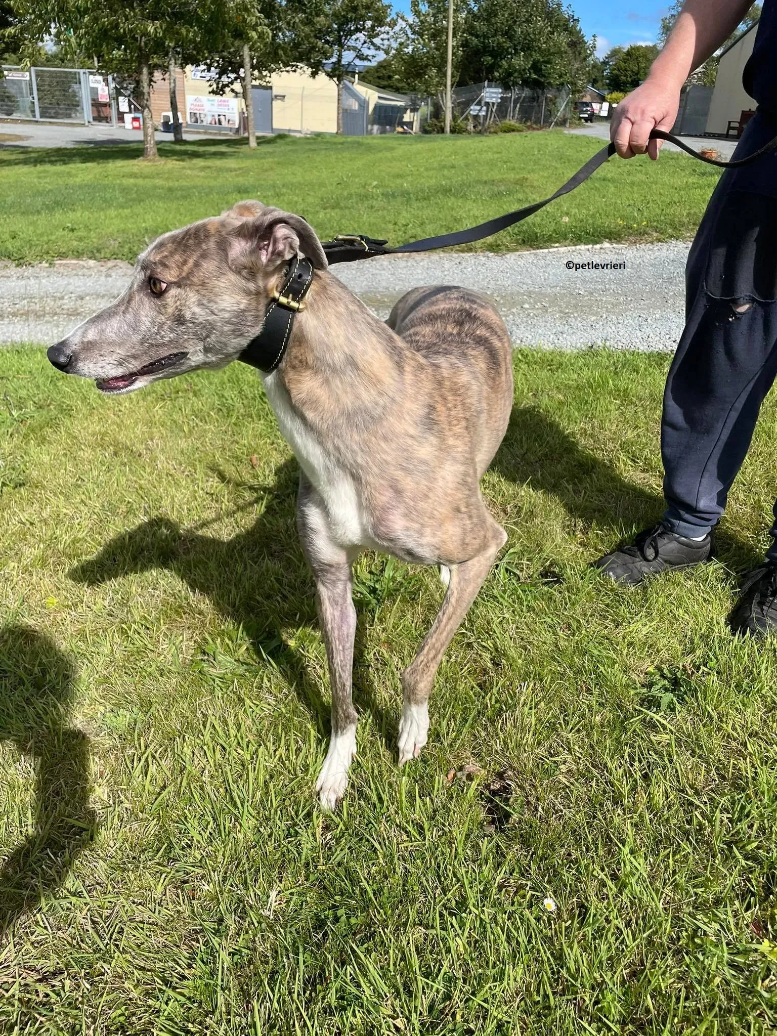 Rosie adozione levriero greyhound 3