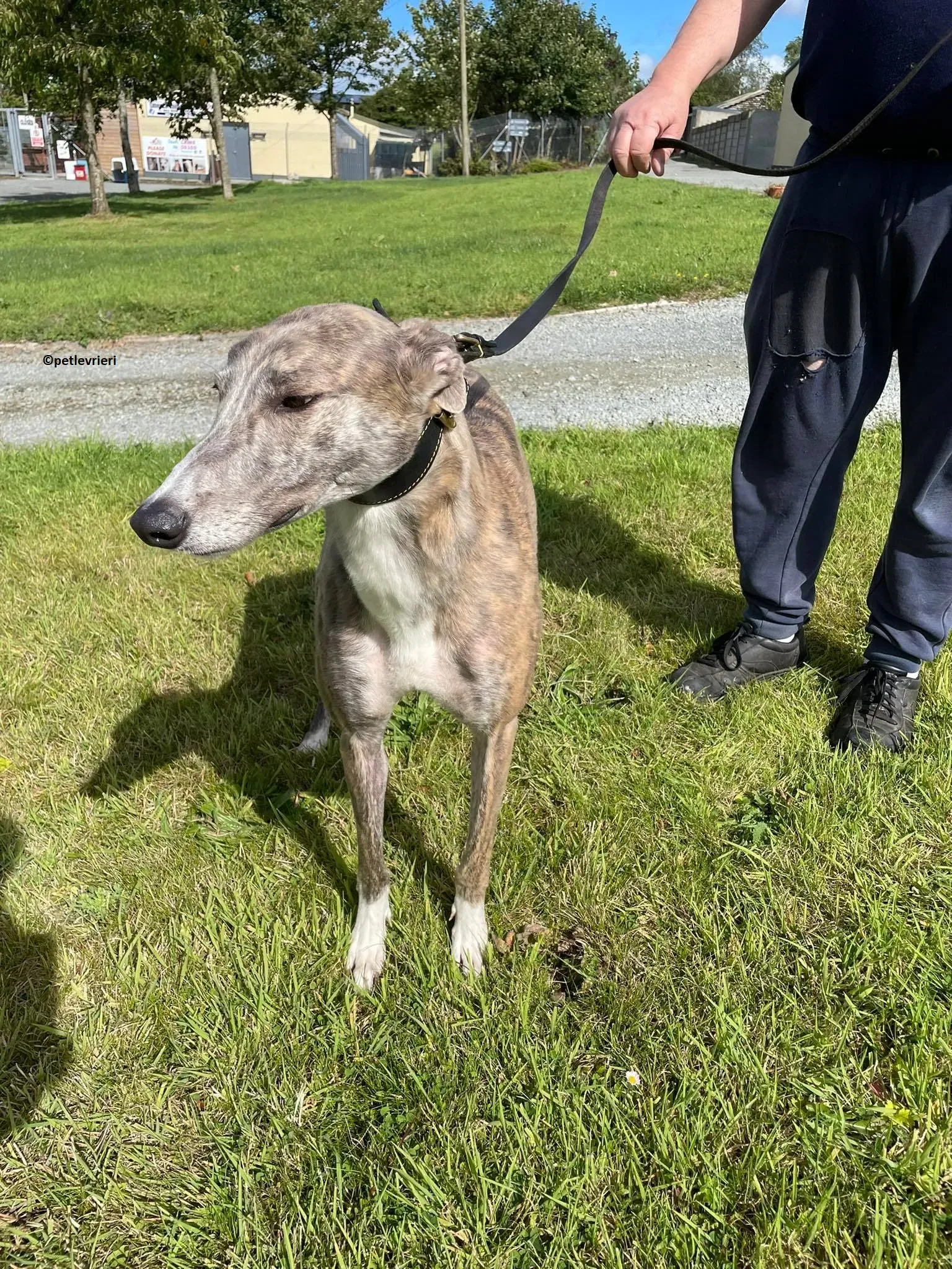 Rosie adozione levriero greyhound 4