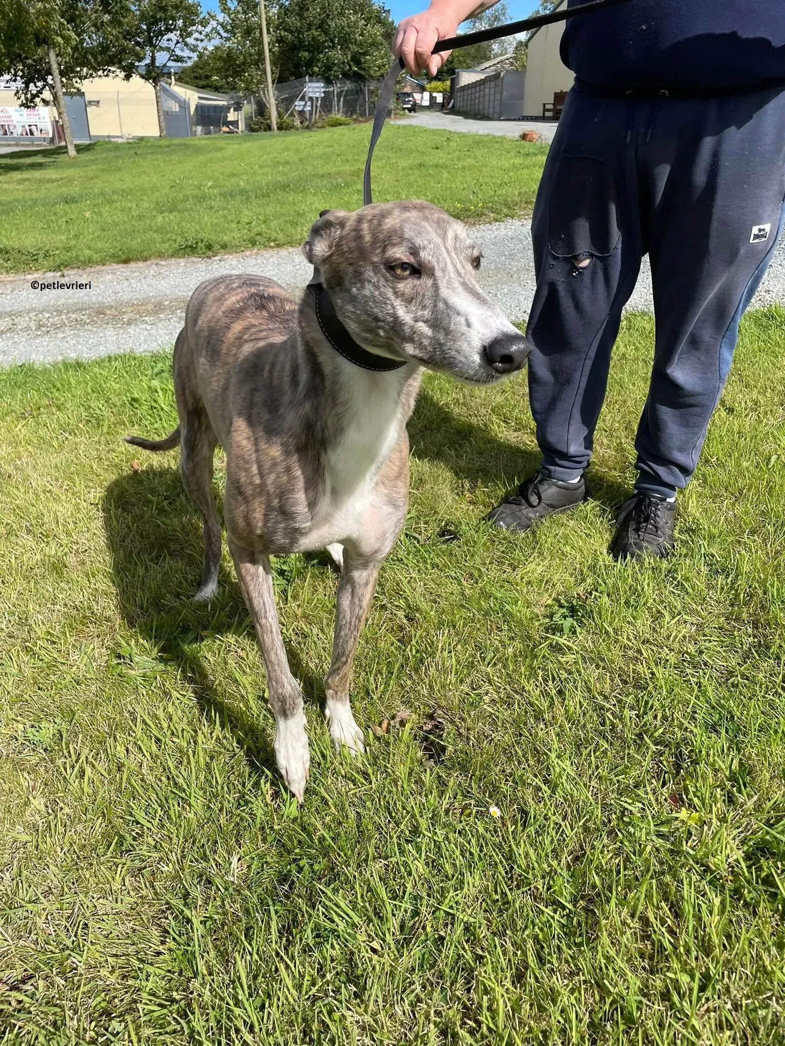 Rosie adozione levriero greyhound 5
