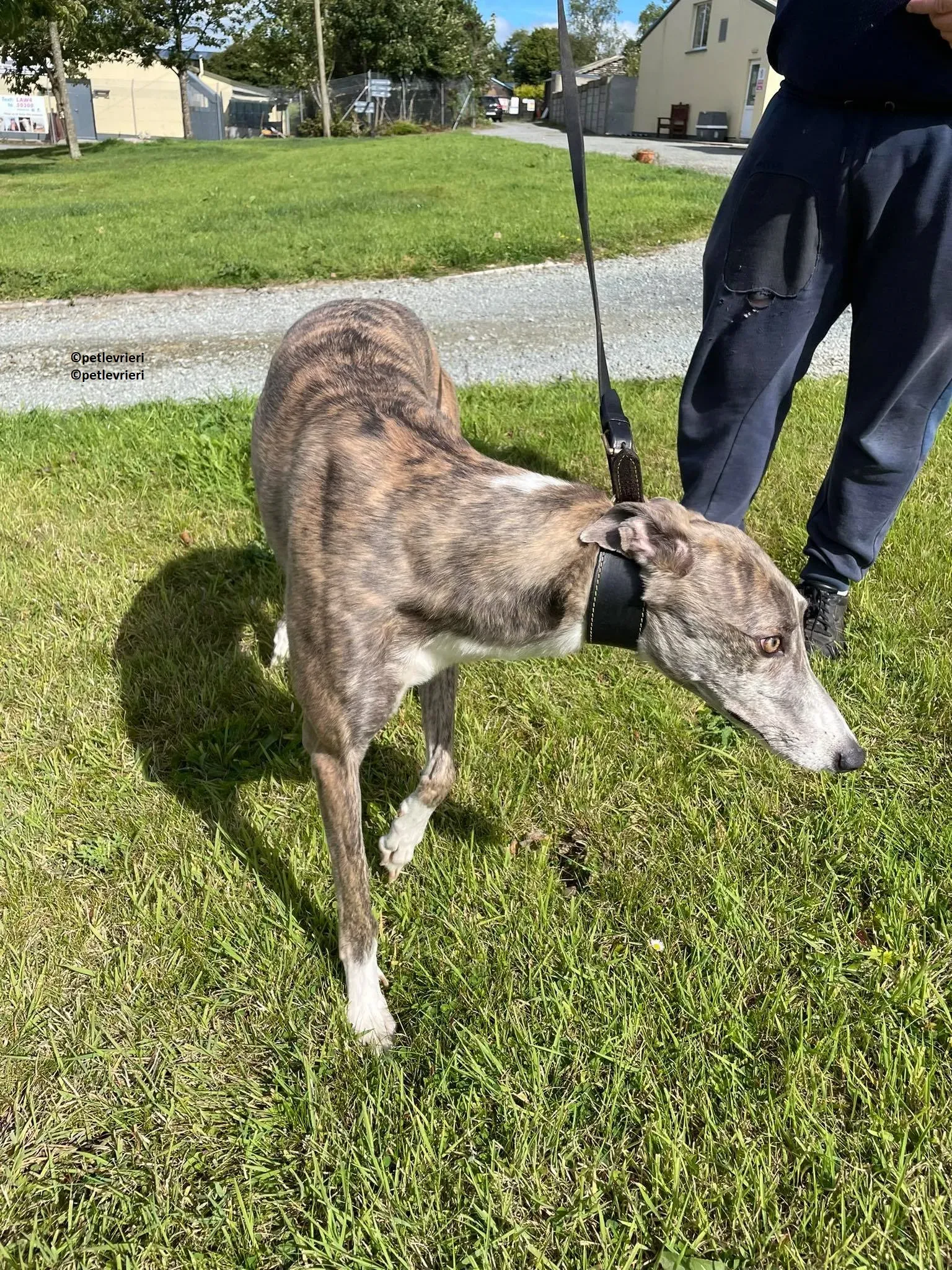 Rosie adozione levriero greyhound 6