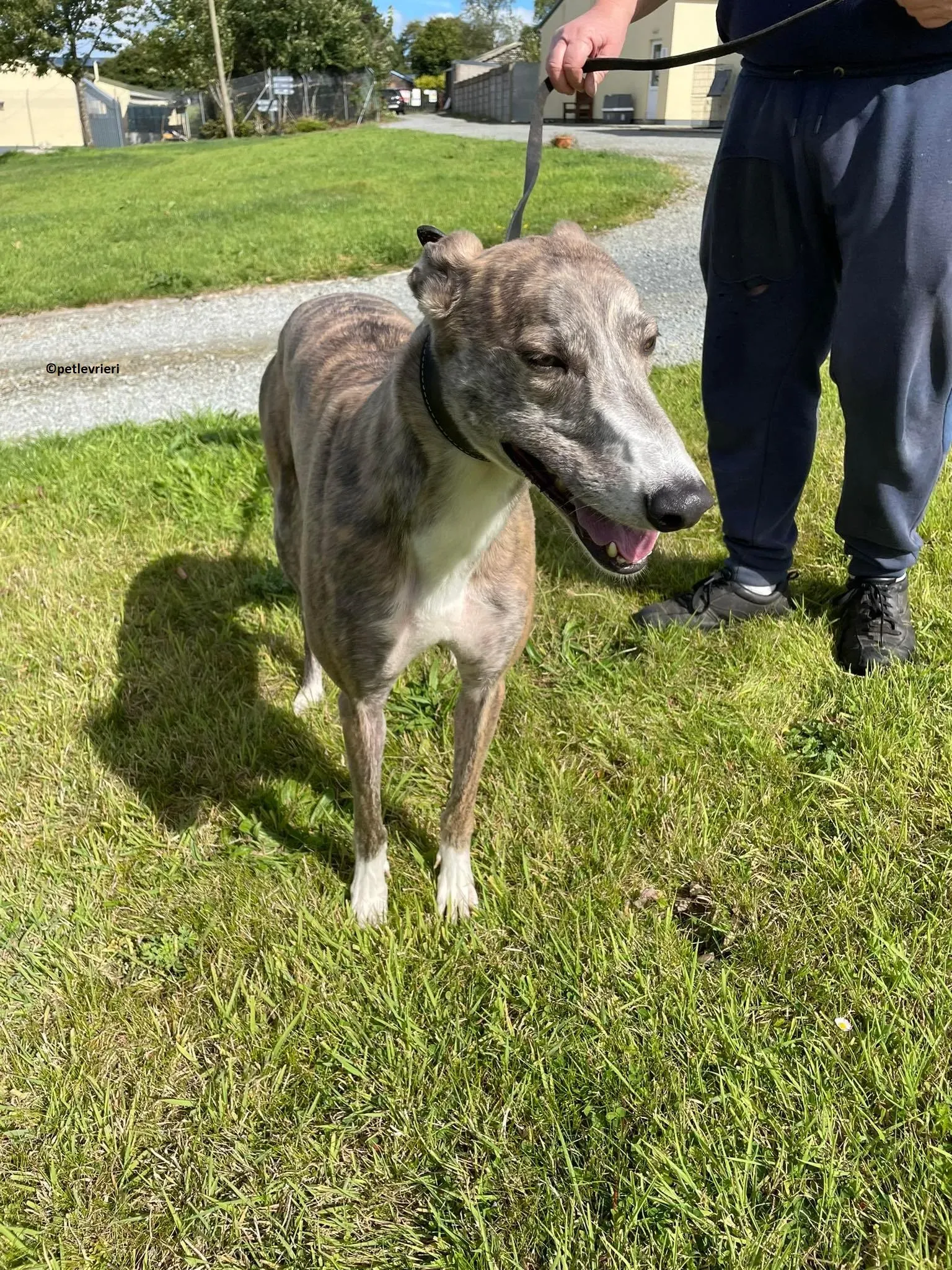 Rosie adozione levriero greyhound 7