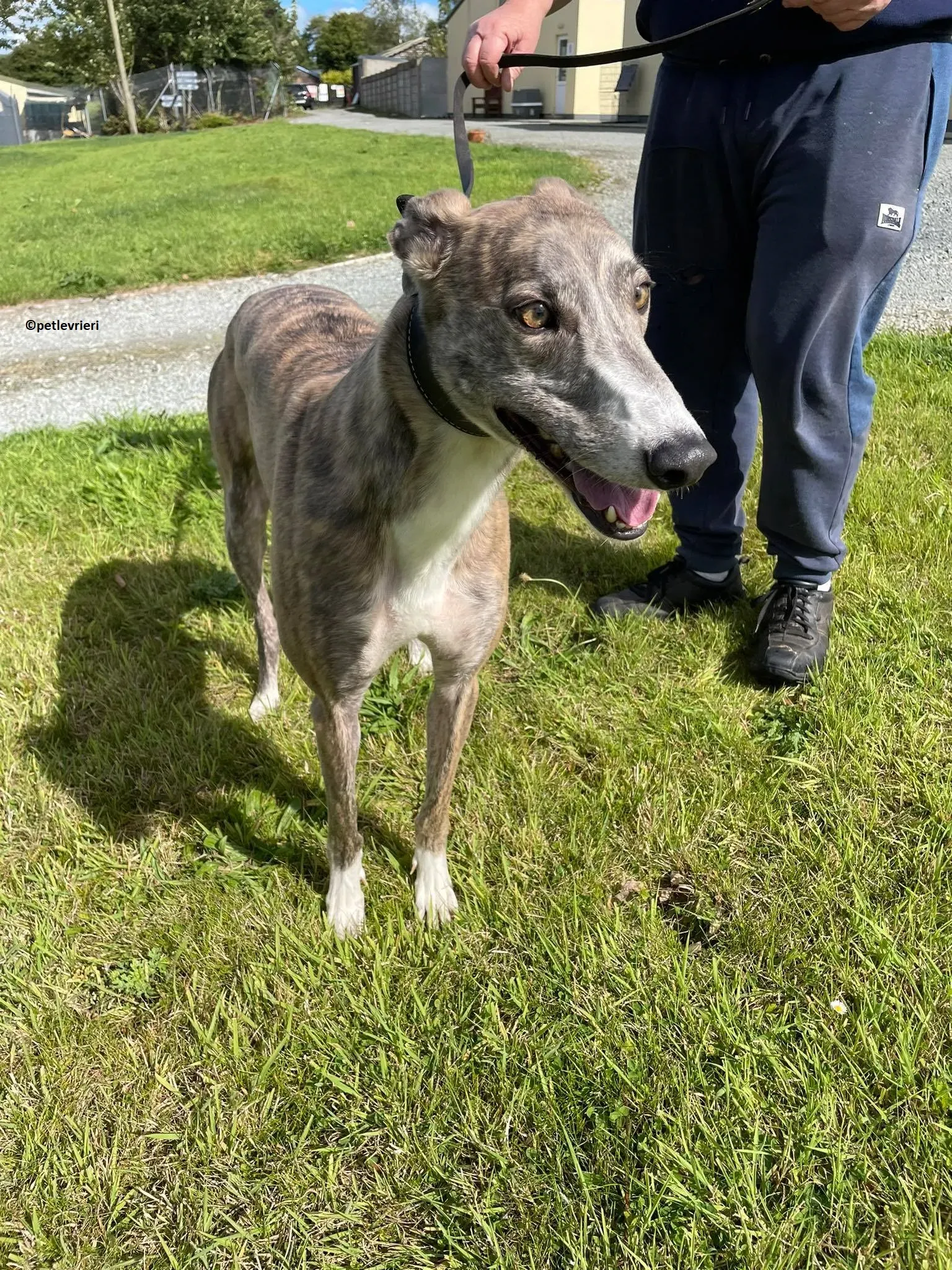 Rosie adozione levriero greyhound 8