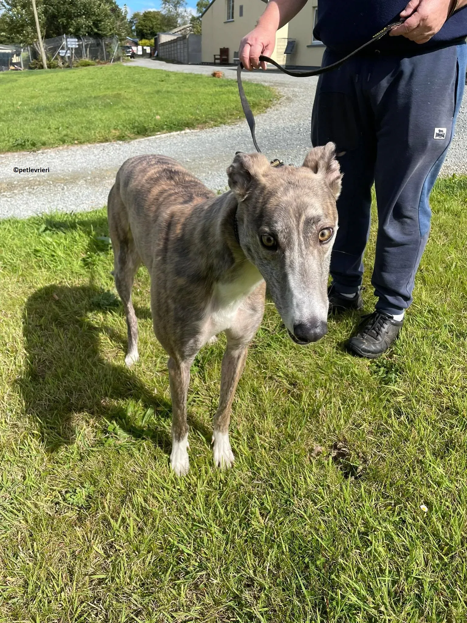 Rosie adozione levriero greyhound 9