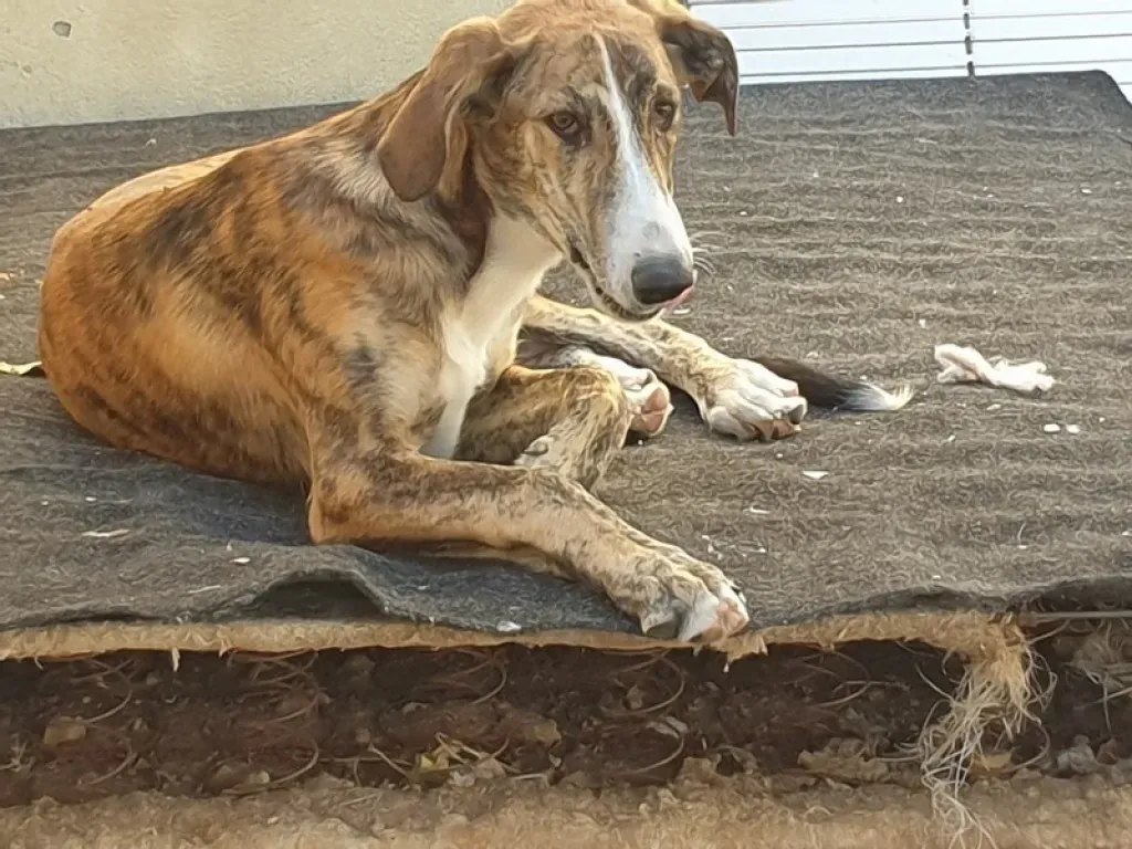 Rosita adozione levrieri galgo 01
