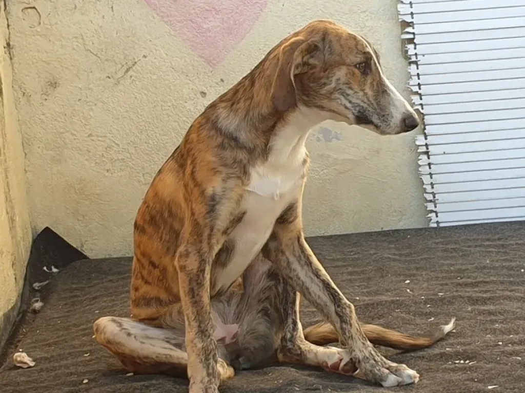 Rosita adozione levrieri galgo 02