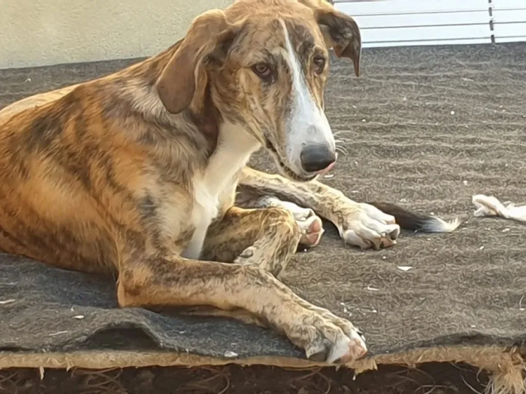 Rosita adozione levrieri galgo 03