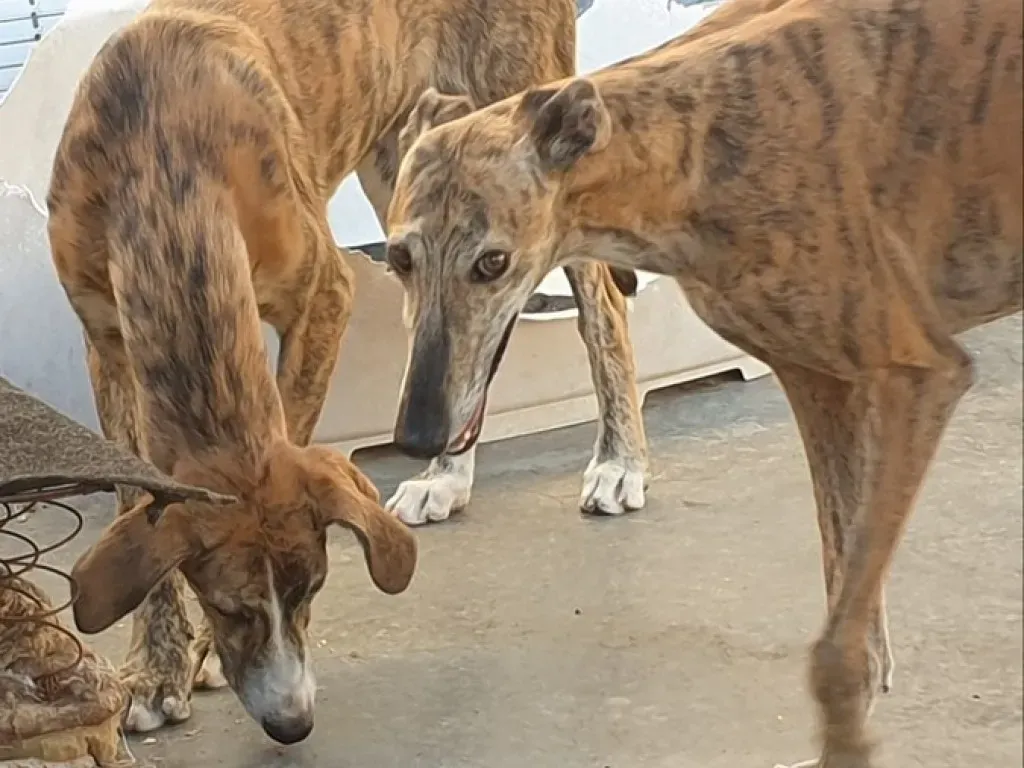 Rosita adozione levrieri galgo 04