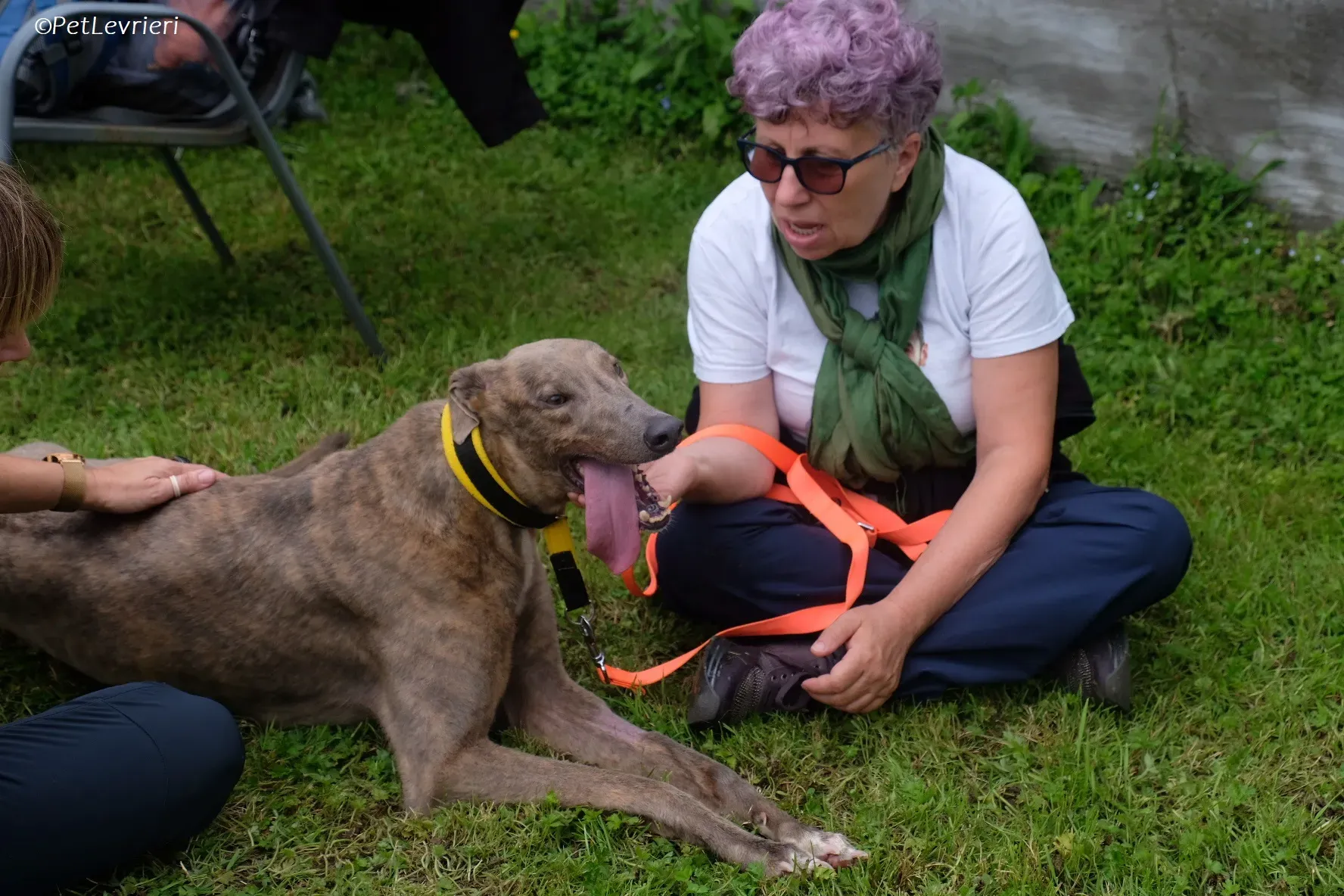 Rossa adozione levrieri greyhound 1