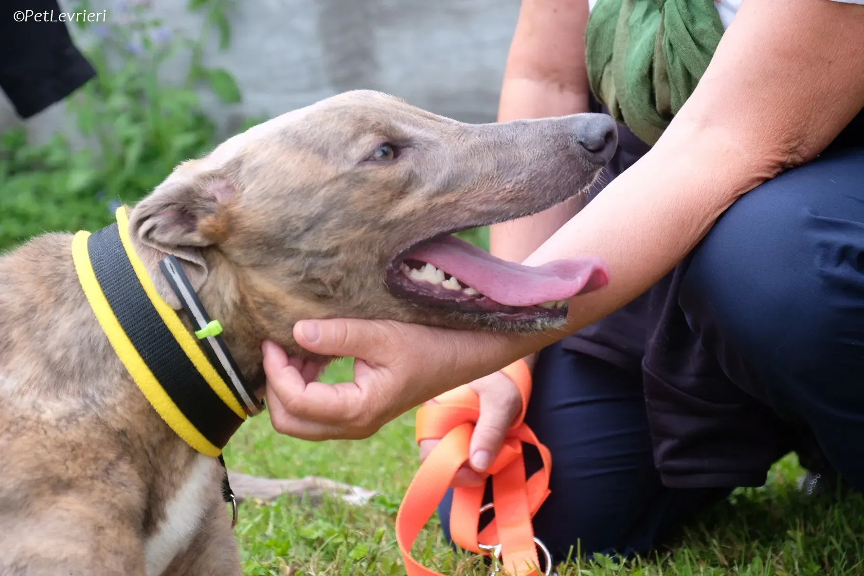 Rossa adozione levrieri greyhound 10