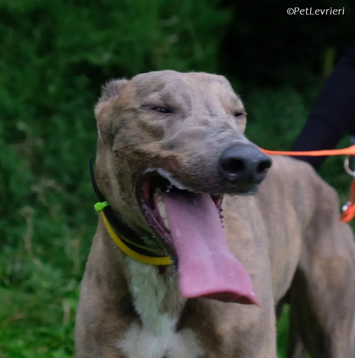 Rossa adozione levrieri greyhound 11