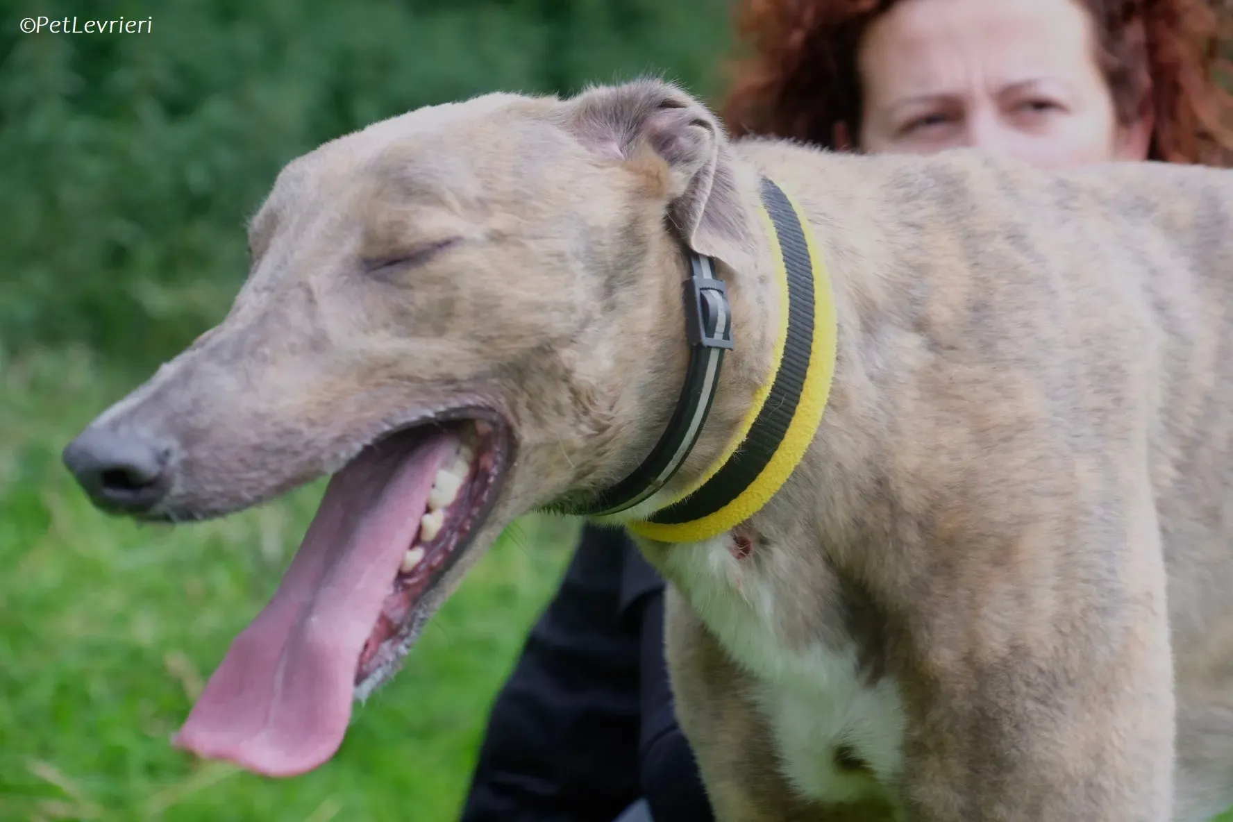 Rossa adozione levrieri greyhound 12