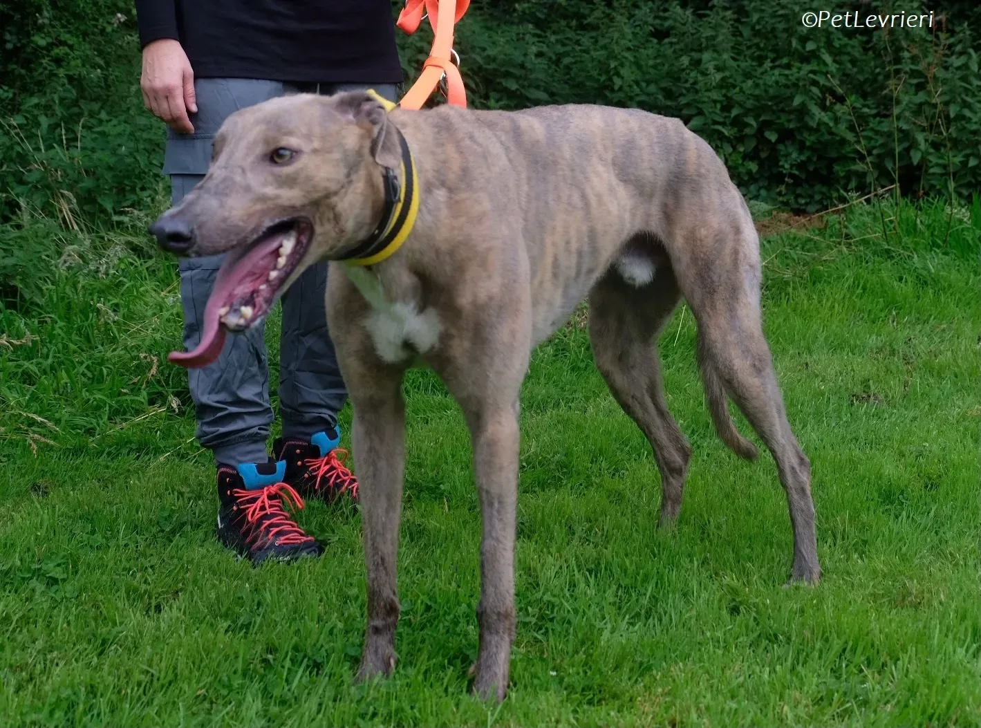 Rossa adozione levrieri greyhound 13