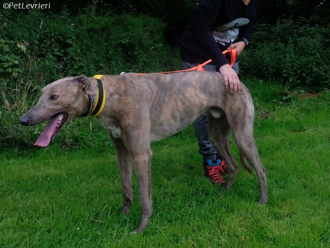 Rossa adozione levrieri greyhound 14