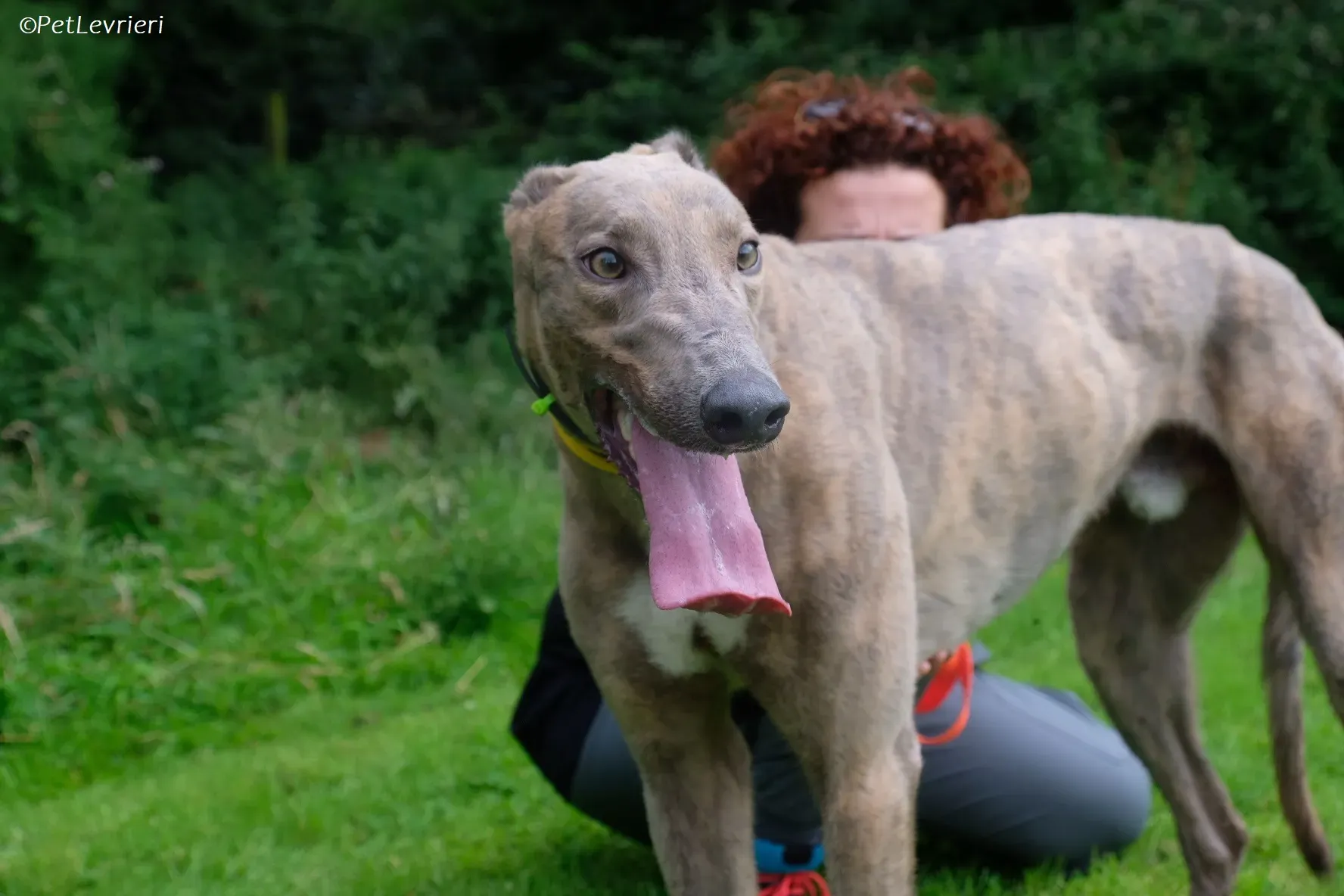 Rossa adozione levrieri greyhound 15