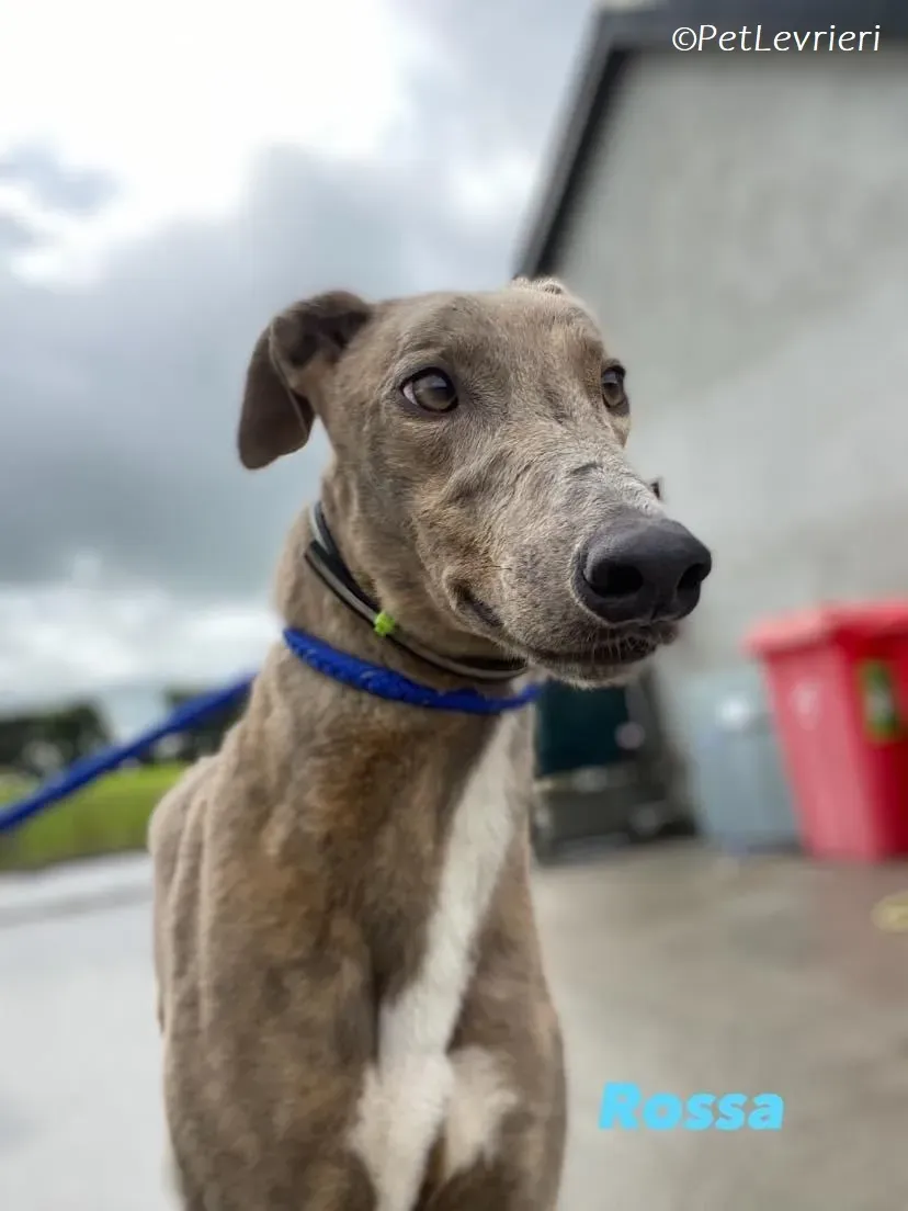 Rossa adozione levrieri greyhound 16