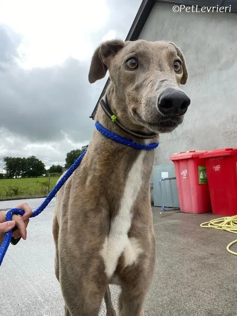 Rossa adozione levrieri greyhound 17