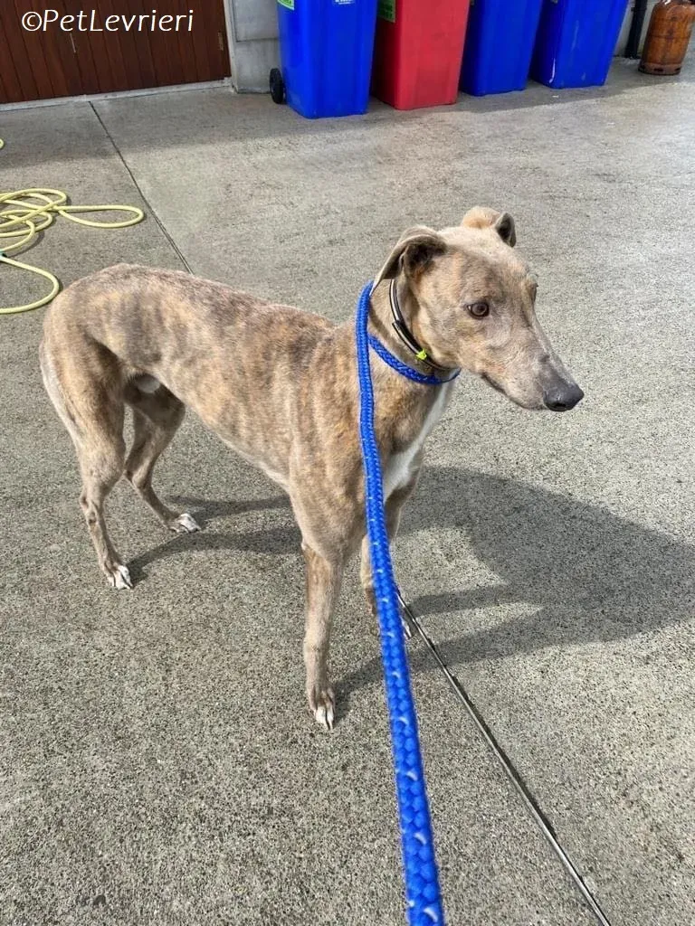 Rossa adozione levrieri greyhound 18
