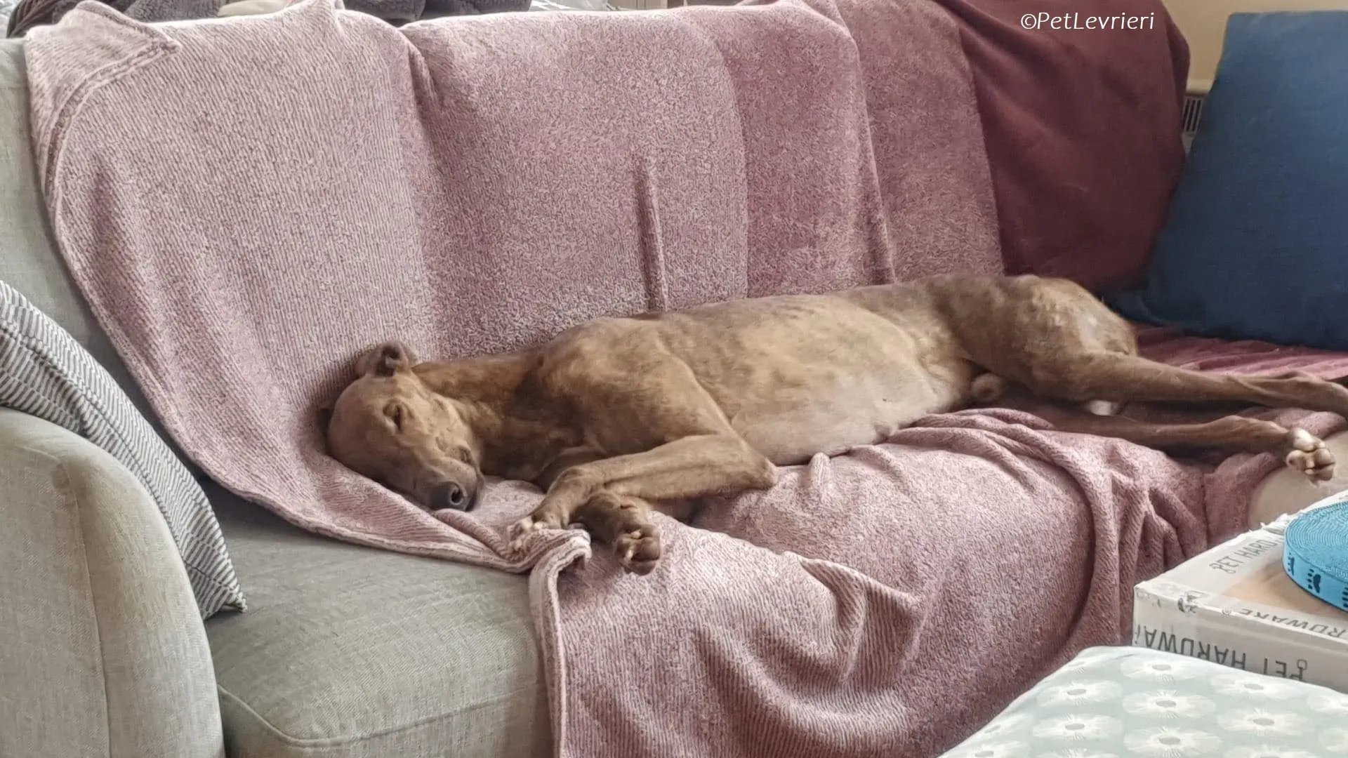 Rossa adozione levrieri greyhound 19