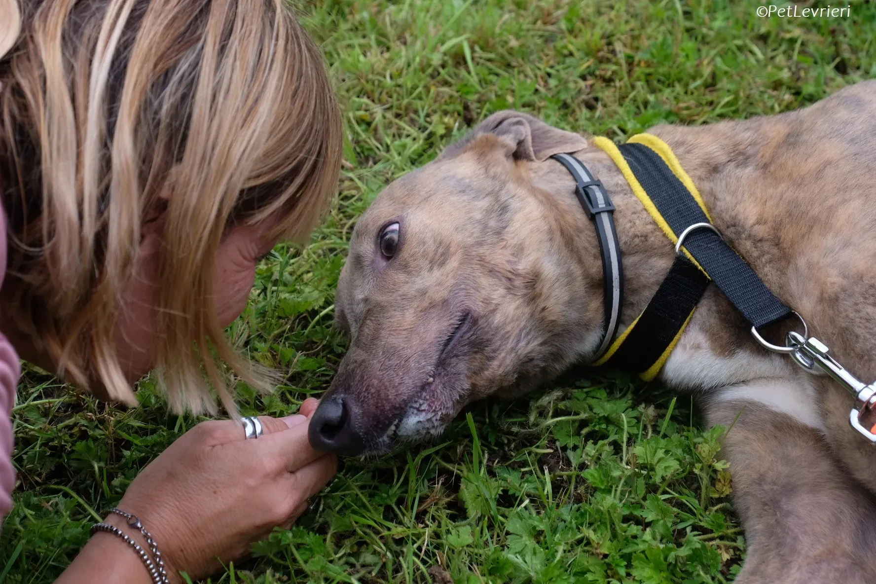 Rossa adozione levrieri greyhound 2