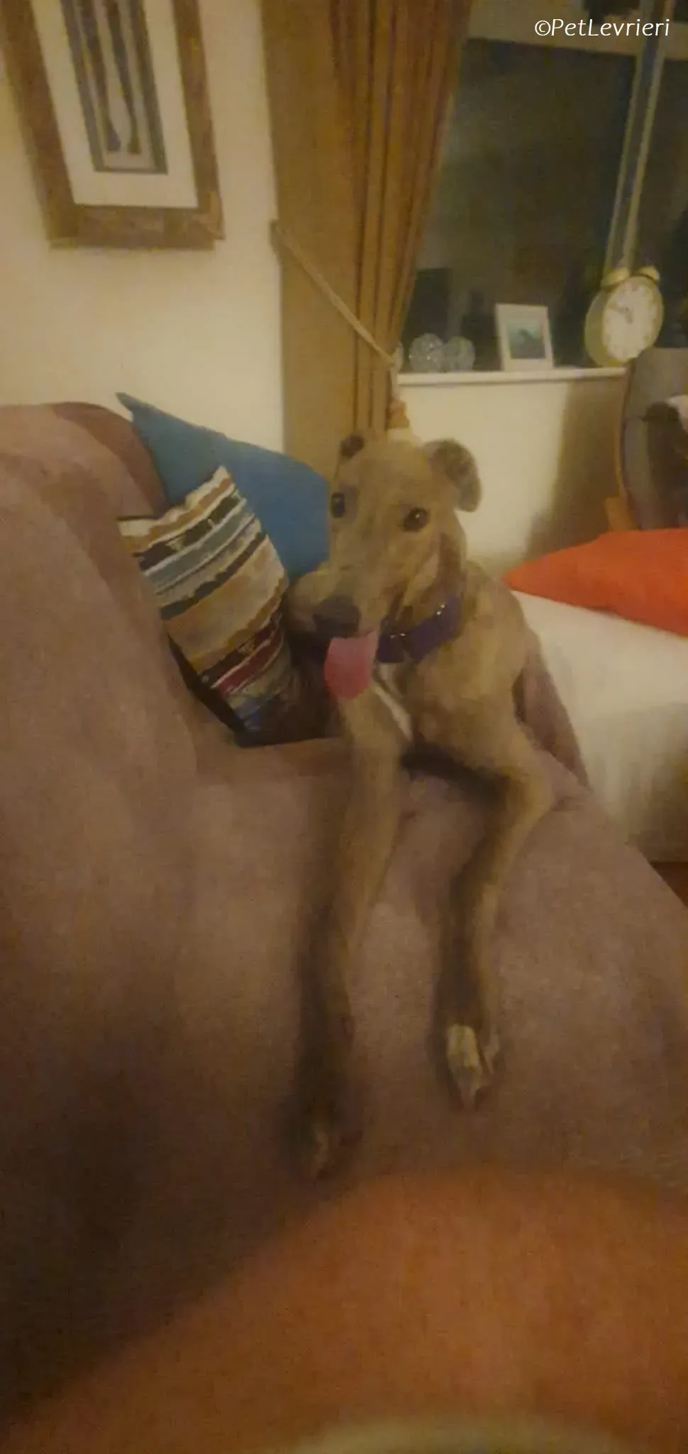 Rossa adozione levrieri greyhound 20