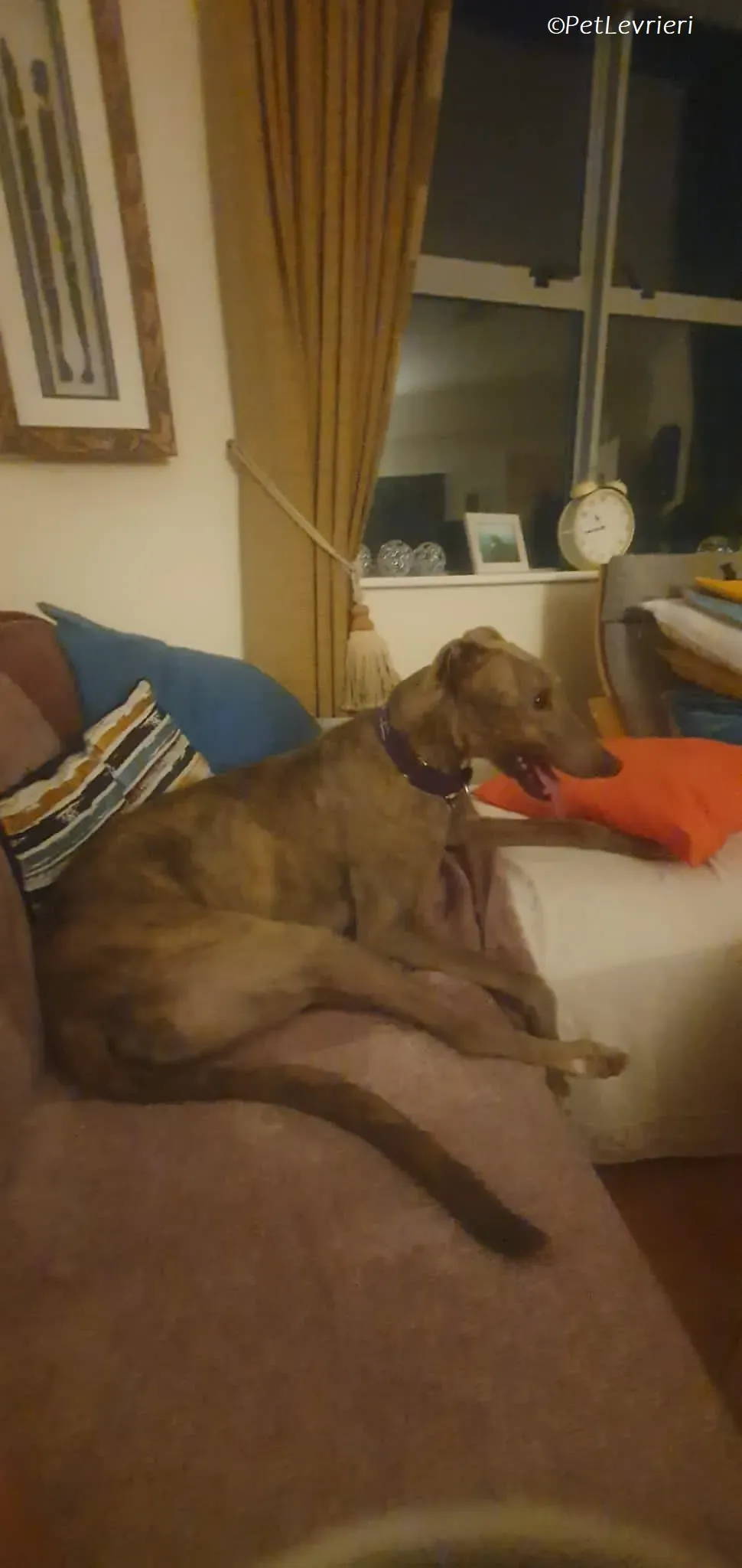 Rossa adozione levrieri greyhound 21