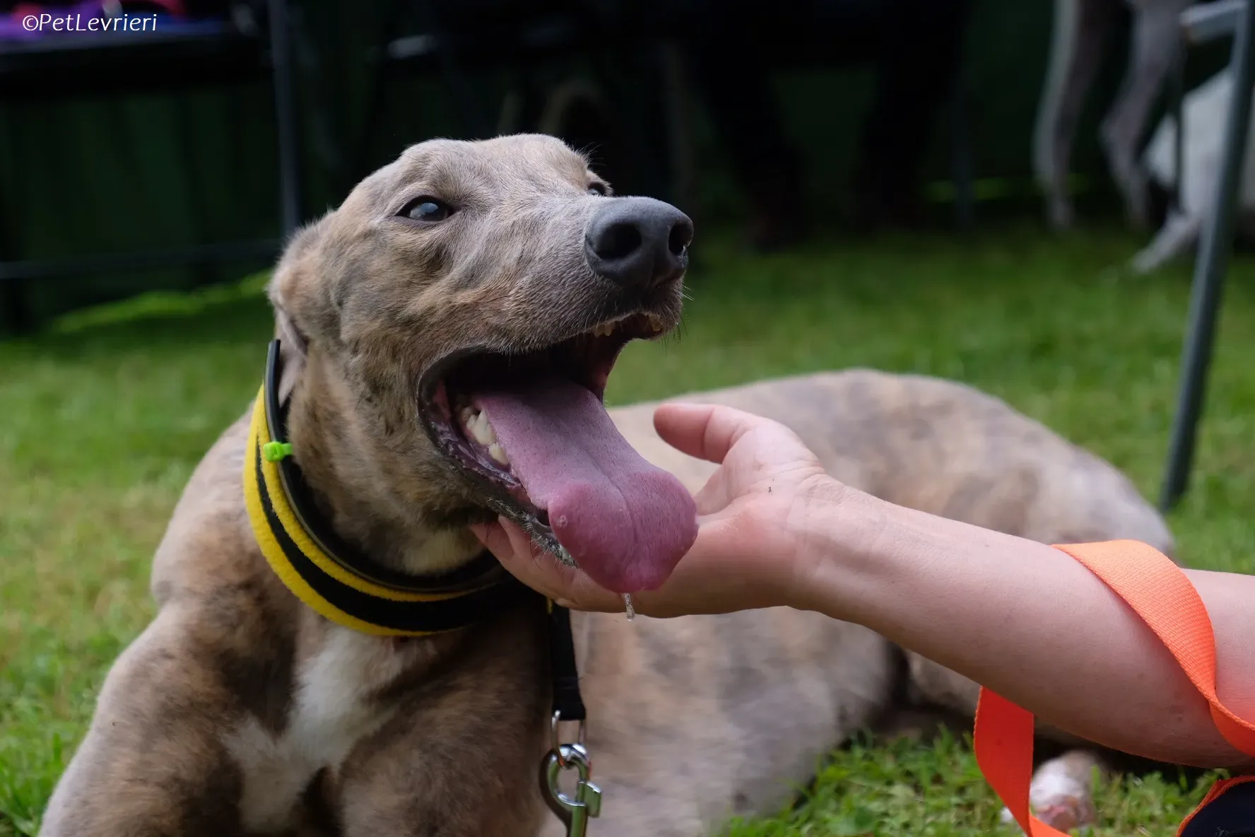 Rossa adozione levrieri greyhound 3