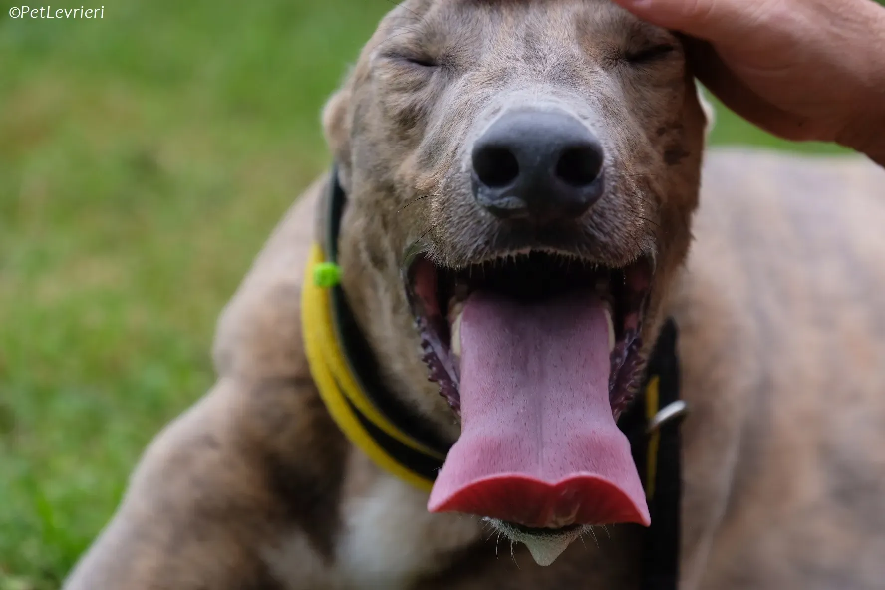 Rossa adozione levrieri greyhound 4