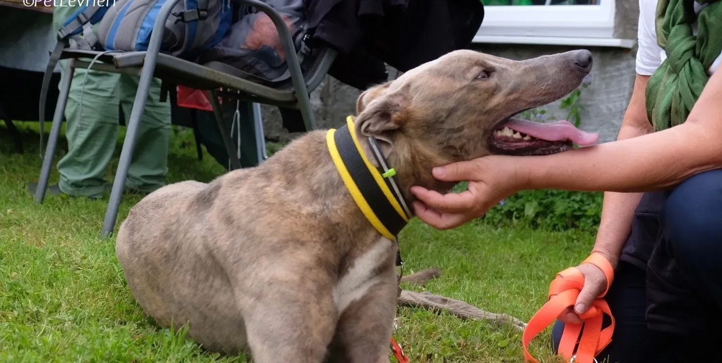 Rossa adozione levrieri greyhound 5 e1690131610883