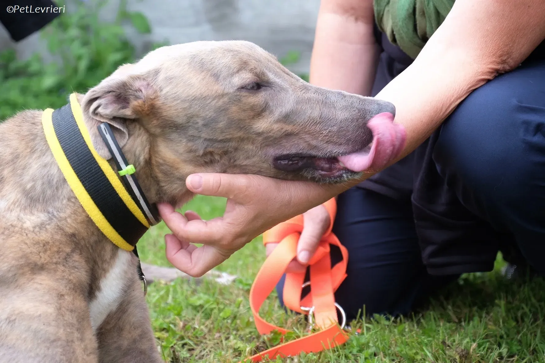 Rossa adozione levrieri greyhound 7