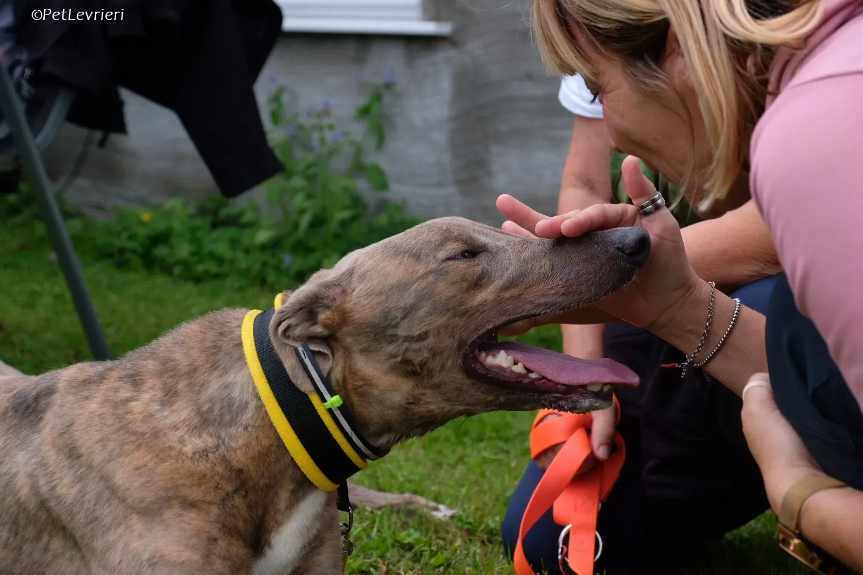 Rossa adozione levrieri greyhound 8
